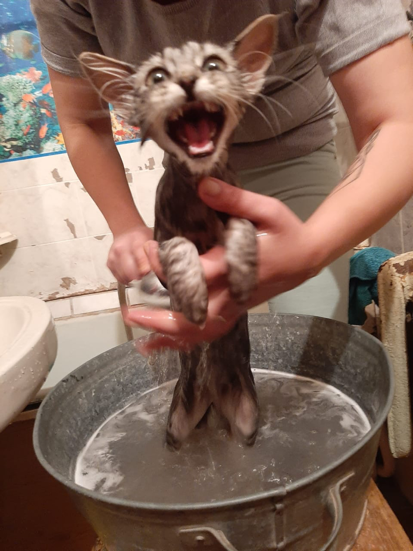 When you wash the cat. - My, cat, Humor, Laugh, Fear