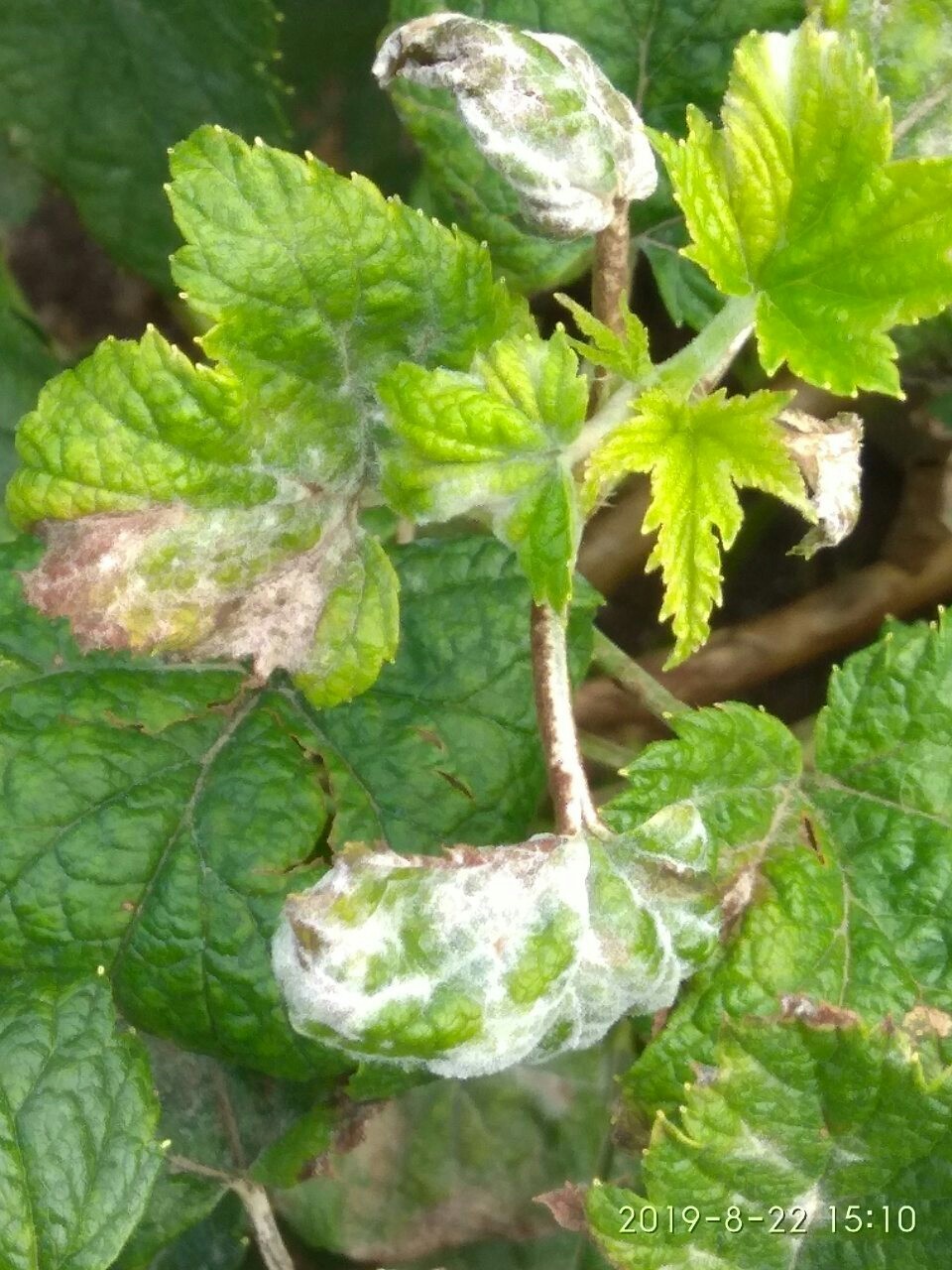 No harvest. - My, Blackcurrant, Harvesting, Longpost