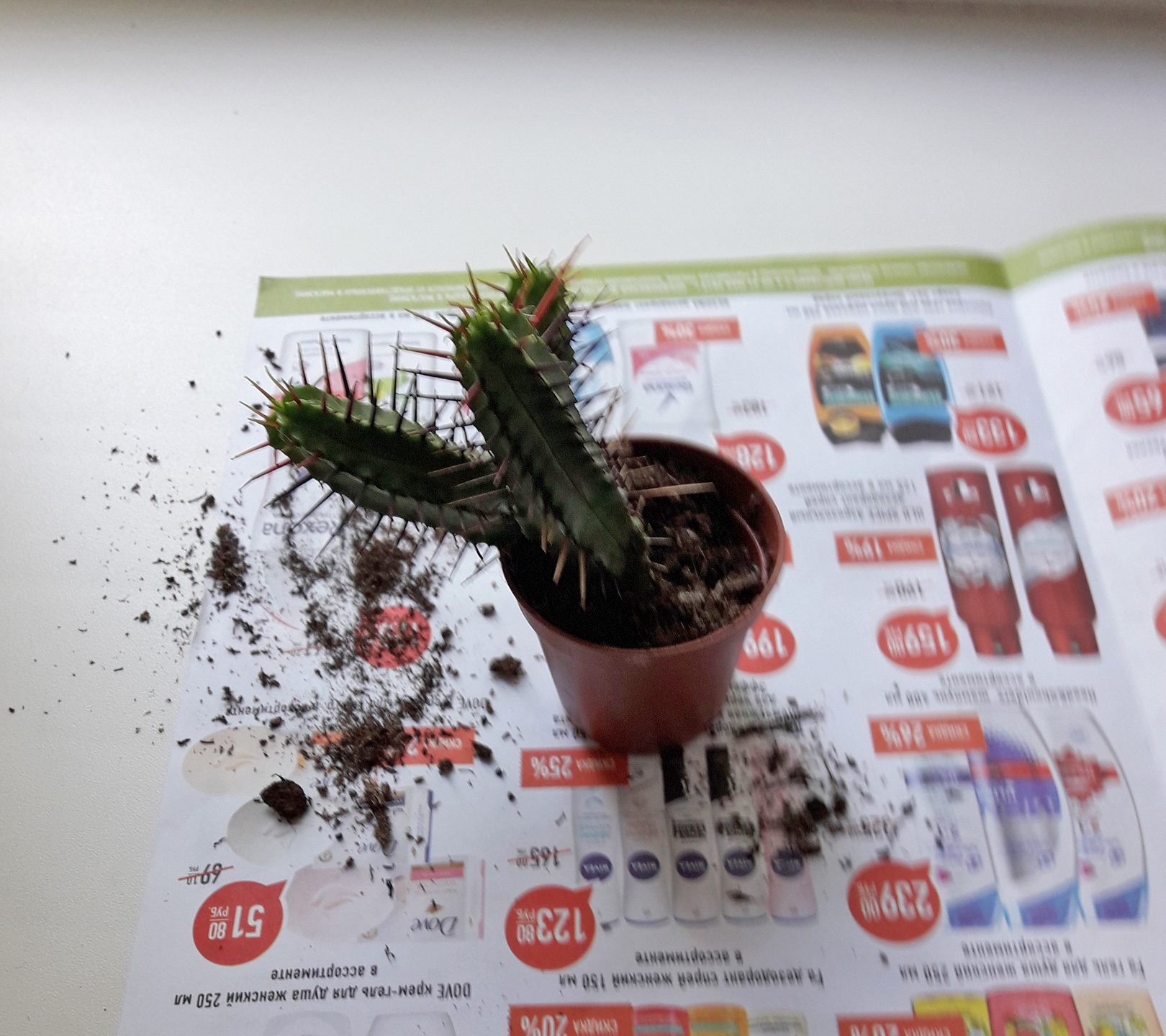 Start - My, Cactus, Succulents, Longpost, Spurge