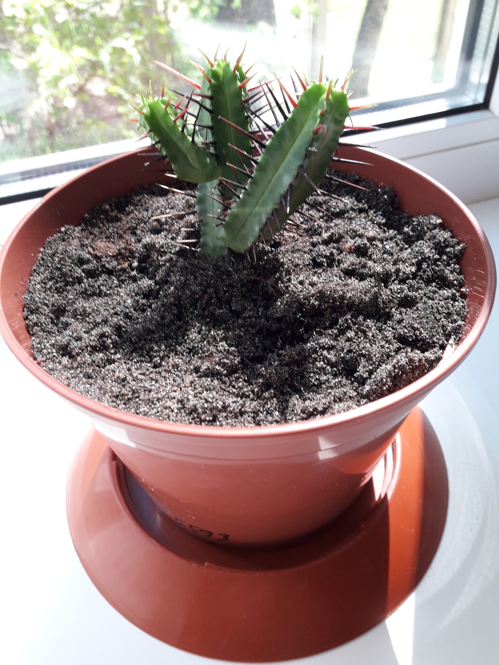 Start - My, Cactus, Succulents, Longpost, Spurge