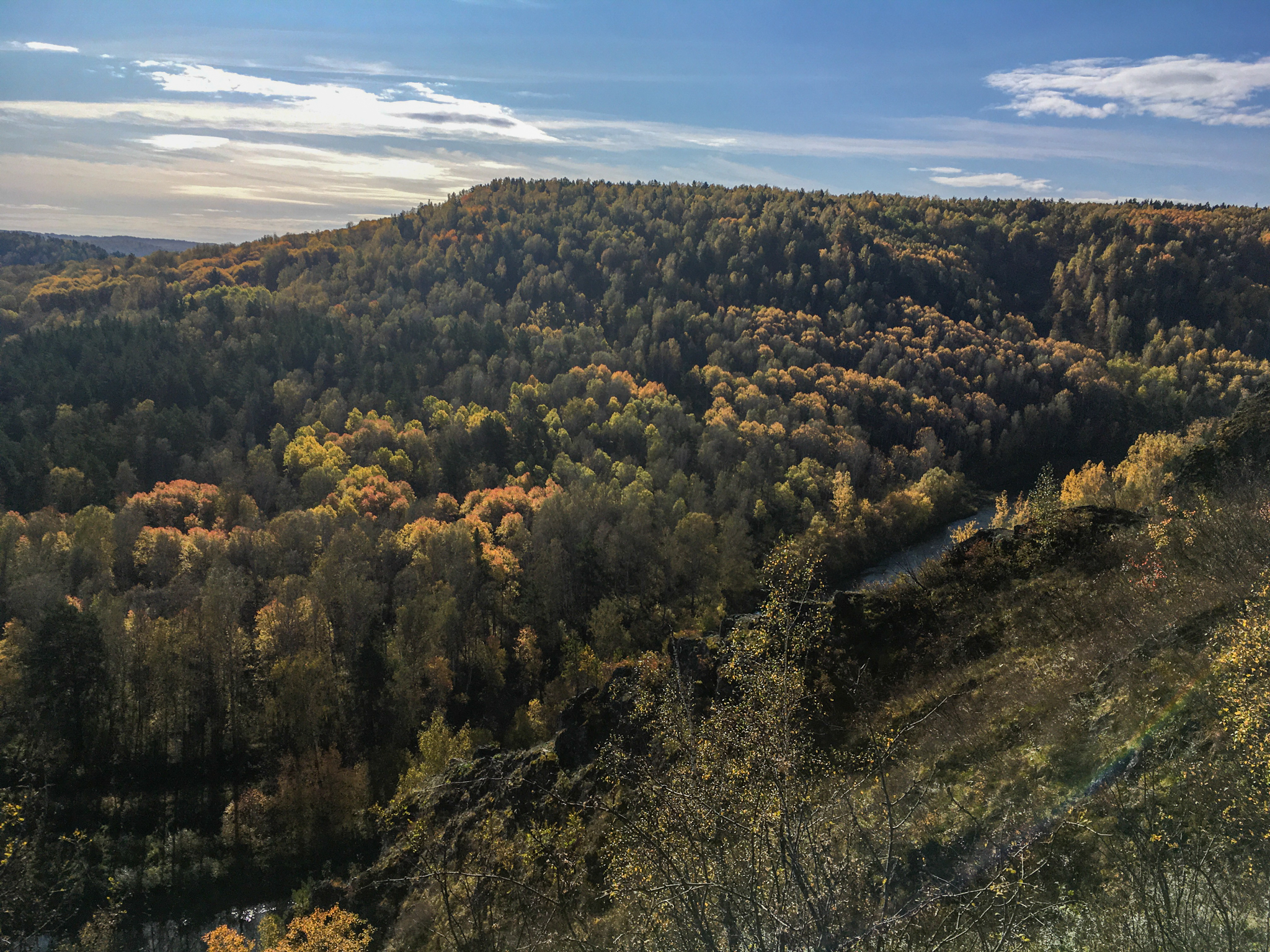 Autumn walk to St. John's wort - My, Autumn, Forest, Novosibirsk region, Longpost