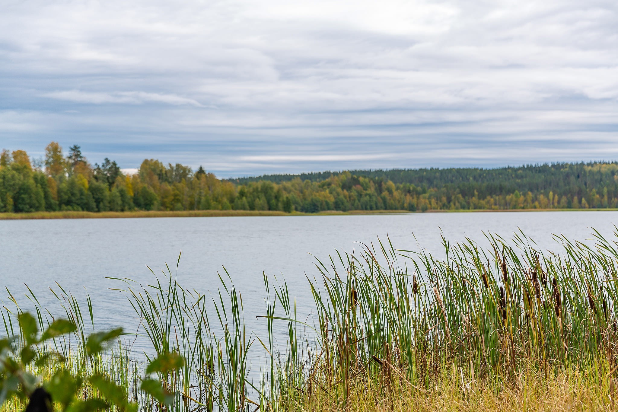 Business trip near St. Petersburg - My, Landscape, Leisure, Leningrad region, Lake, Forest, Longpost