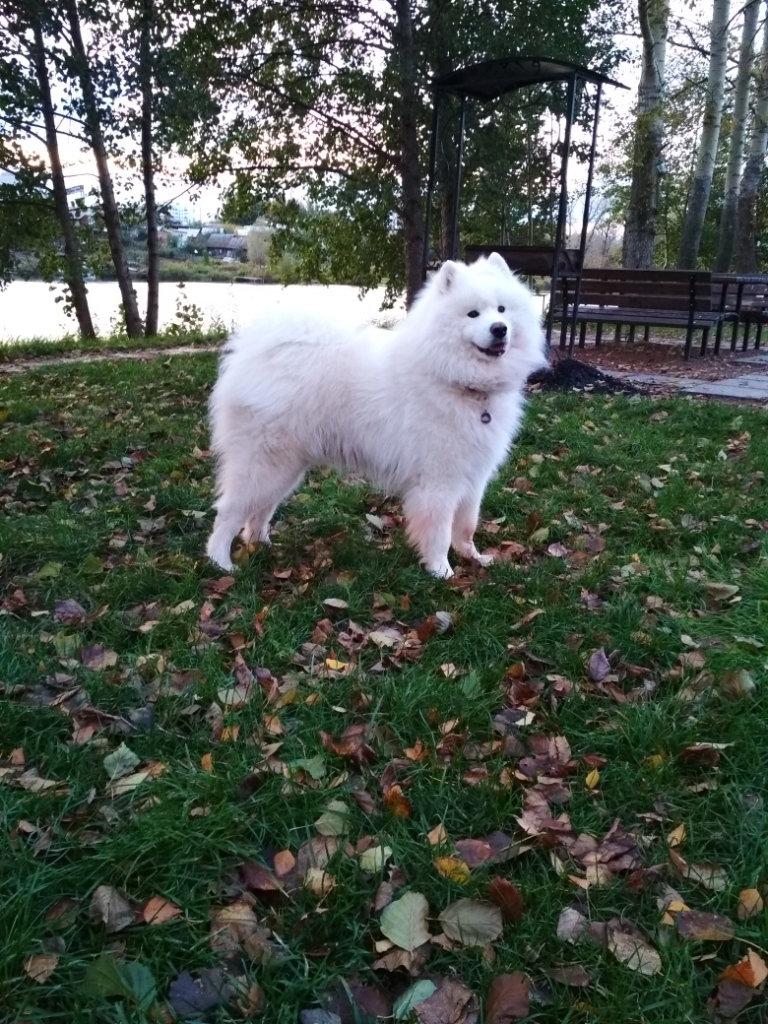 A bit of autumn samoyed - My, Samoyed, Dog, Autumn, Longpost