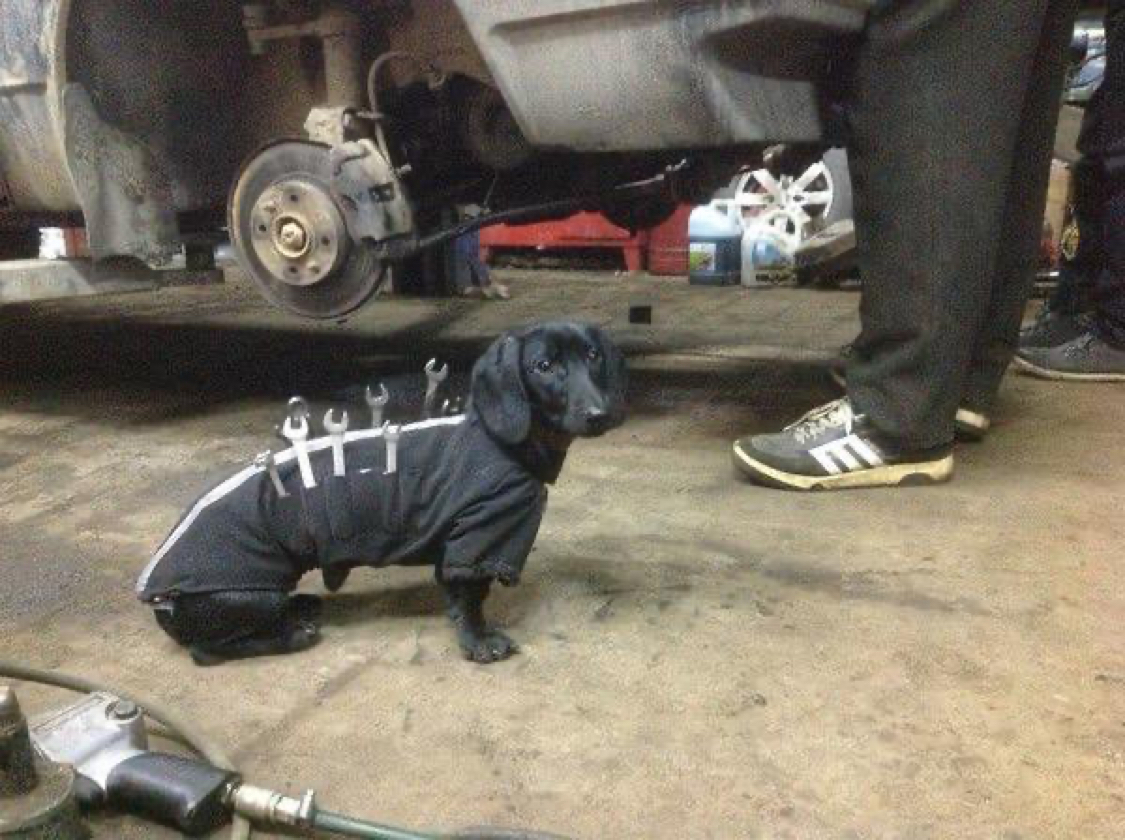 Chief car mechanic - Assistant, Dachshund, Auto repair, Dog, Longpost