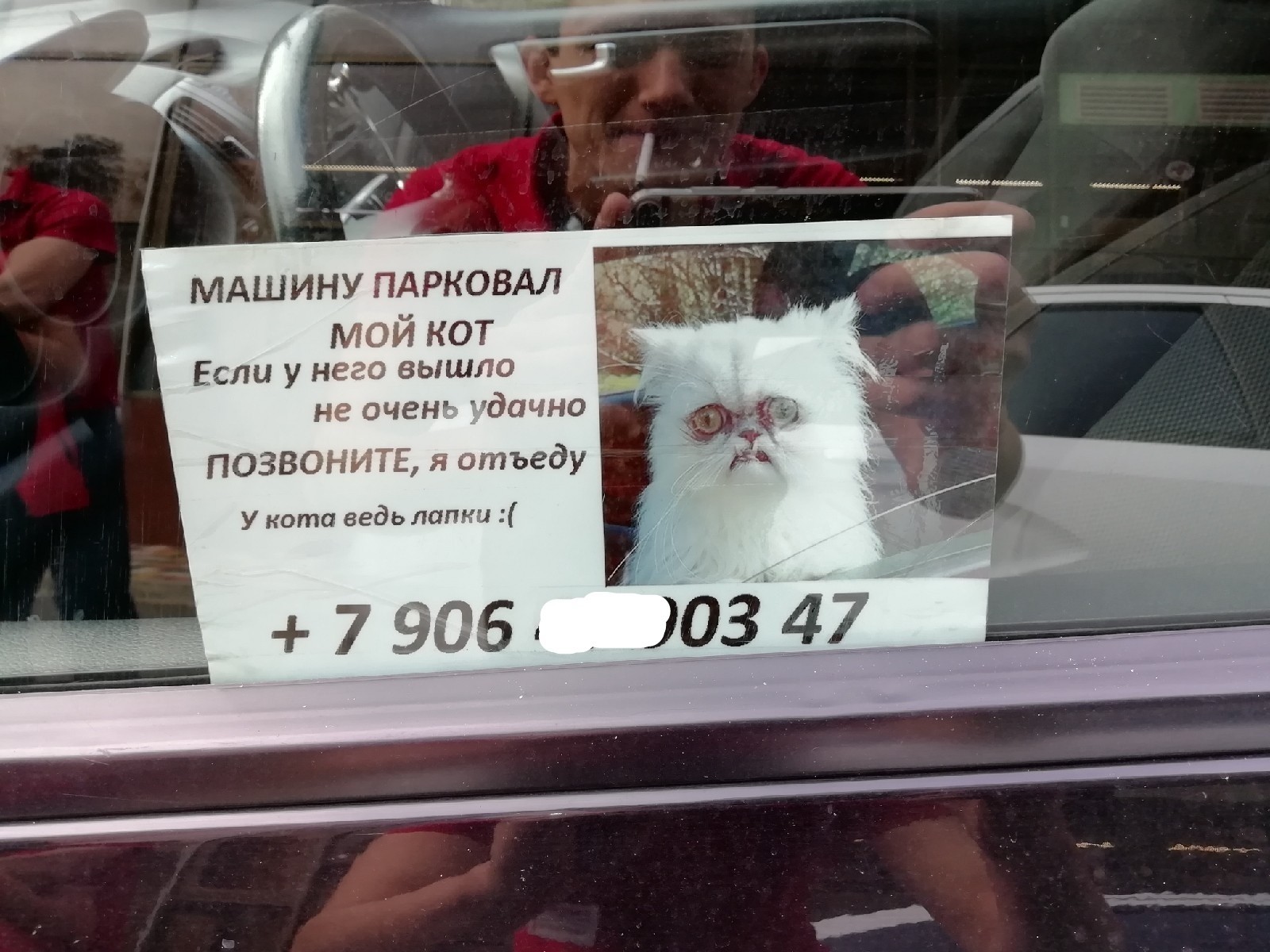valet - Humor, Parking, Paws, cat