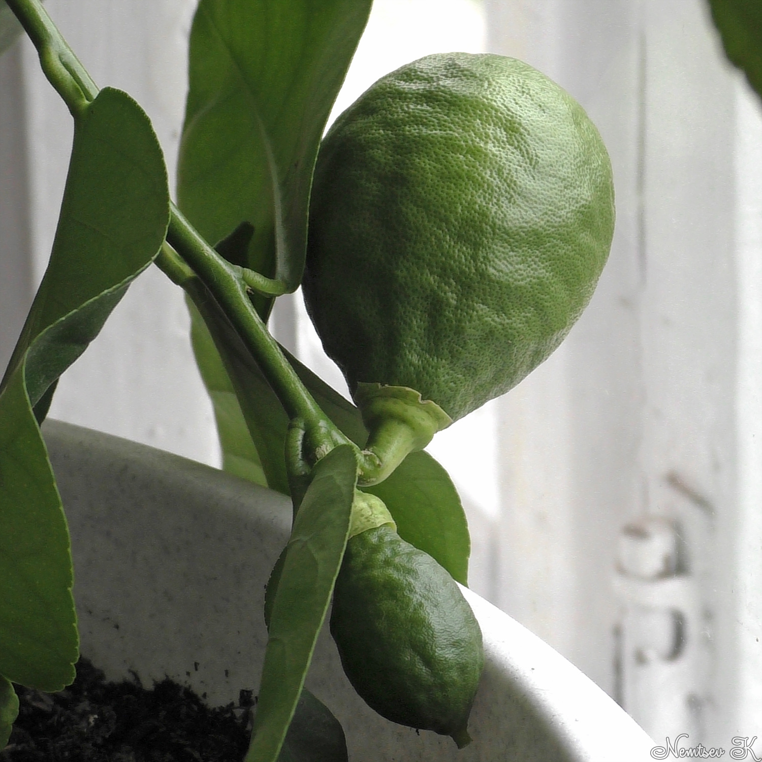 My lemons - My, Lemon, Plants, The photo, Harvest, , Citrus, Longpost, Citrus