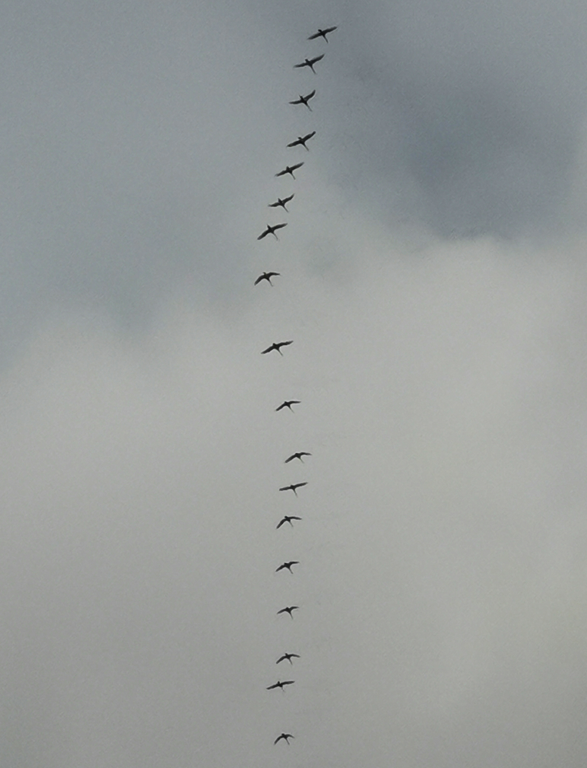 swans flew south - My, Swans, Sky, The photo