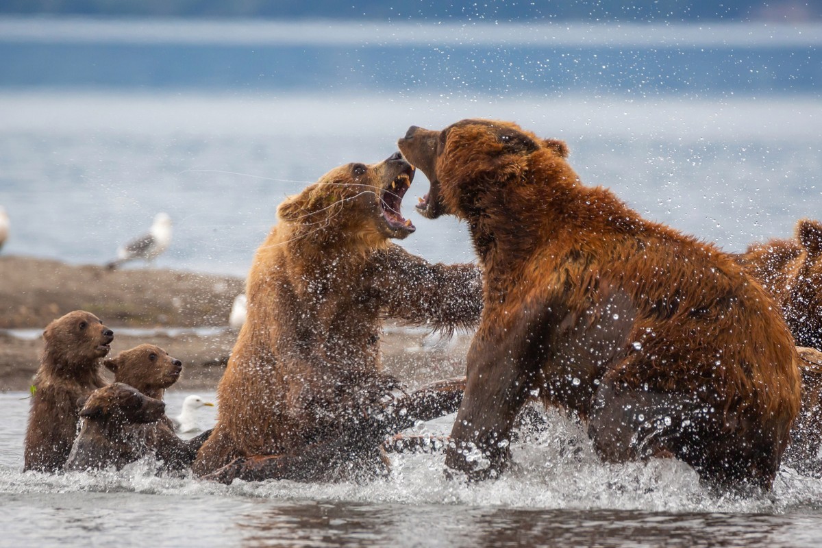 A mother bear protects frightened cubs from an attacked male. - The Bears, The photo, Young, wildlife, Animals, Longpost