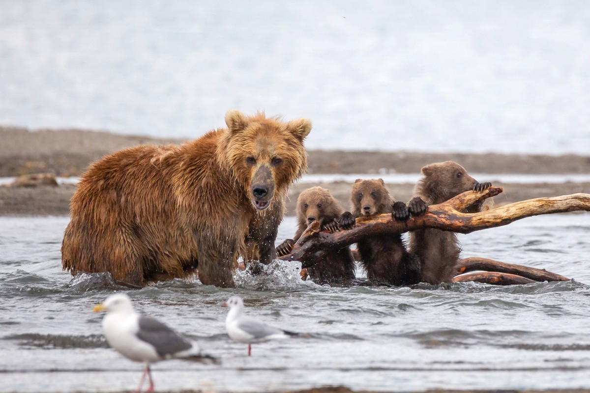 A mother bear protects frightened cubs from an attacked male. - The Bears, The photo, Young, wildlife, Animals, Longpost