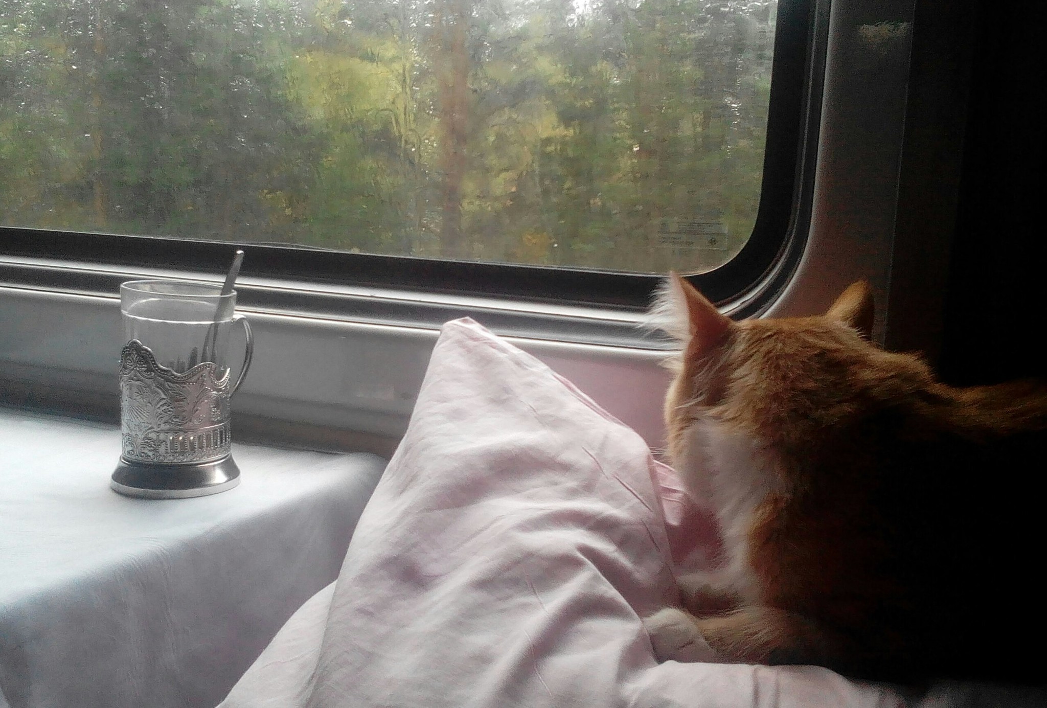 Tuduh-tuduh - My, A train, Russian Railways, cat, Catomafia, Tea