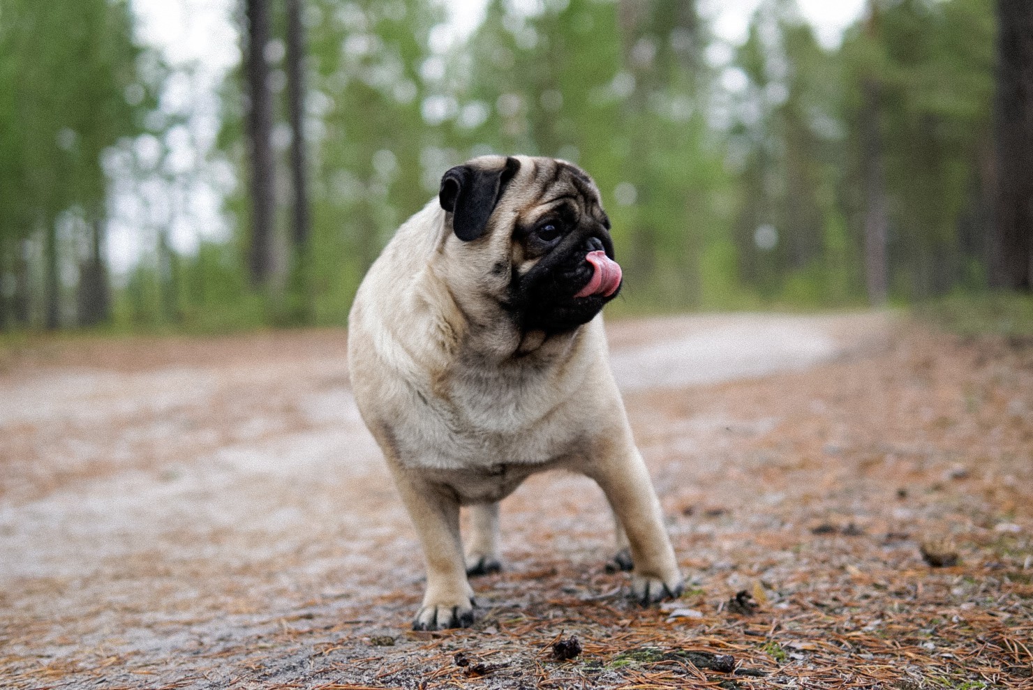 Autumn Walk - My, Pug, Autumn, Dog, Forest, Longpost