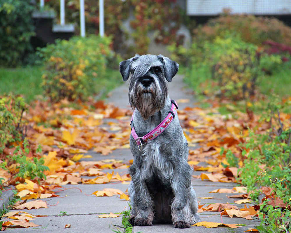 Mittelschnauzer - My, Dog, Dog days, Dog lovers, Breed, Dog breeds, Description, The photo, Standard Schnauzer, Video, Longpost