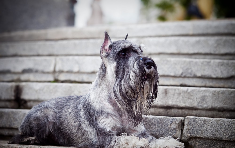 Mittelschnauzer - My, Dog, Dog days, Dog lovers, Breed, Dog breeds, Description, The photo, Standard Schnauzer, Video, Longpost