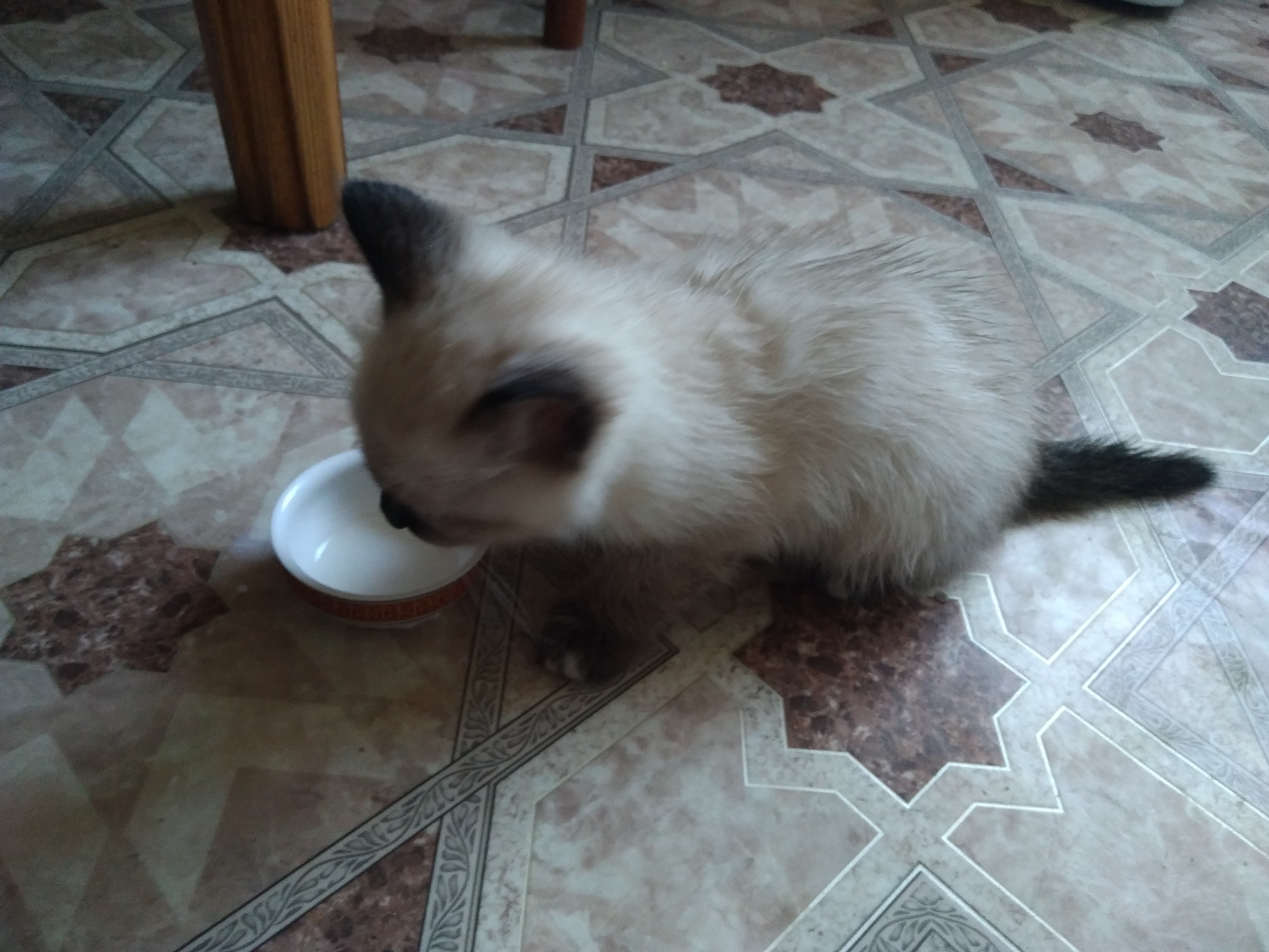 Kitten is looking for new owners - cat, No rating, In good hands, Yakutsk