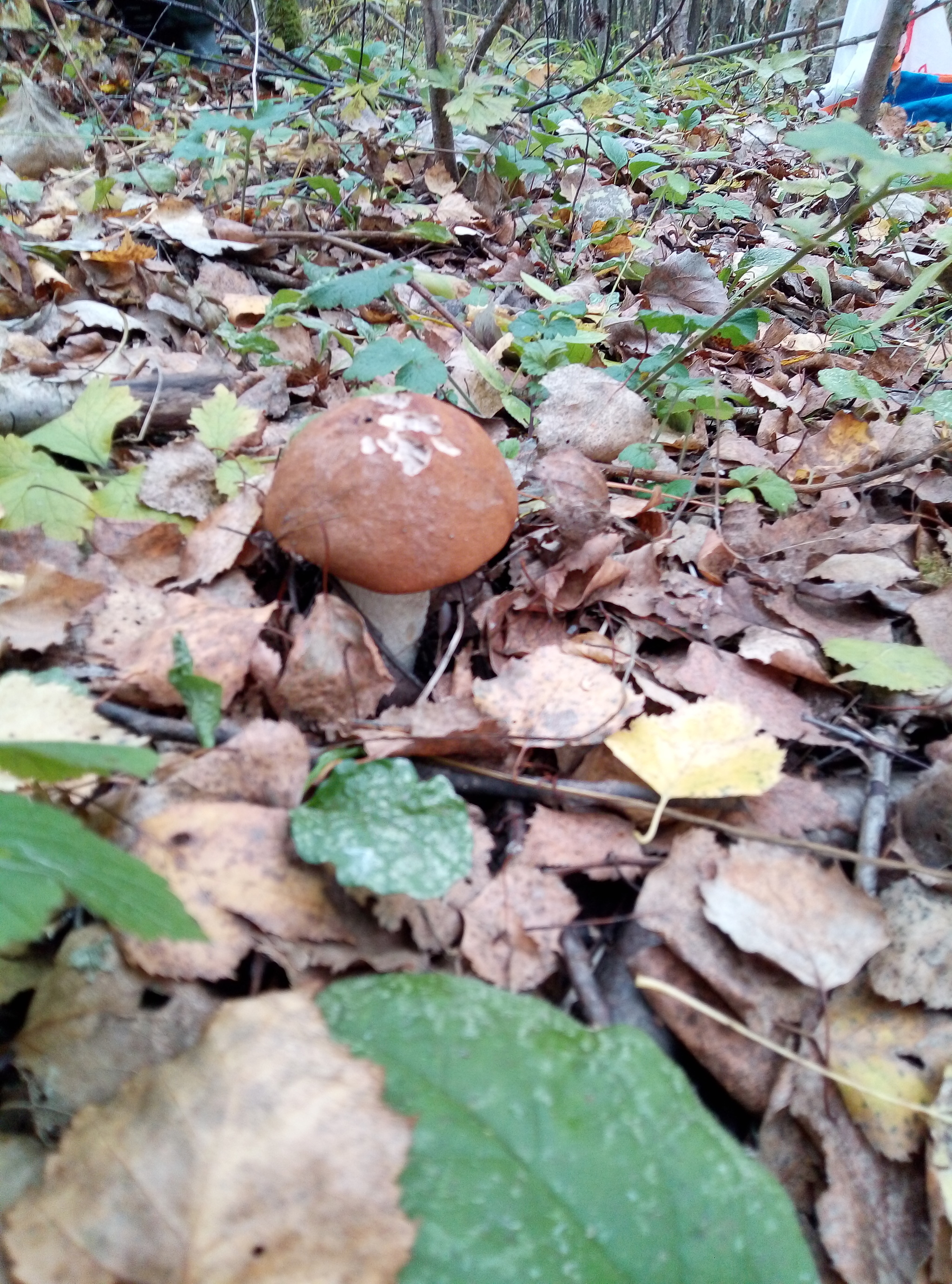 The last gifts of the forest - My, Mushrooms, Berries, Autumn, Longpost