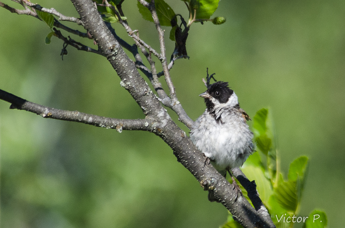 Birds near Vyborg 7 - My, Nikon, Longpost, The photo, Birds, Vyborg