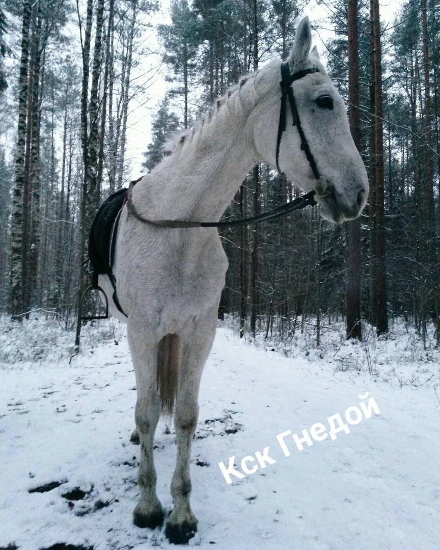 Кони/пони. Городской прокат. Часть 21 добро пожаловать в КФХ Гнедой. - Моё, Лошади, Издевательство, Животные, Жизнь, Люди, Голод, Длиннопост