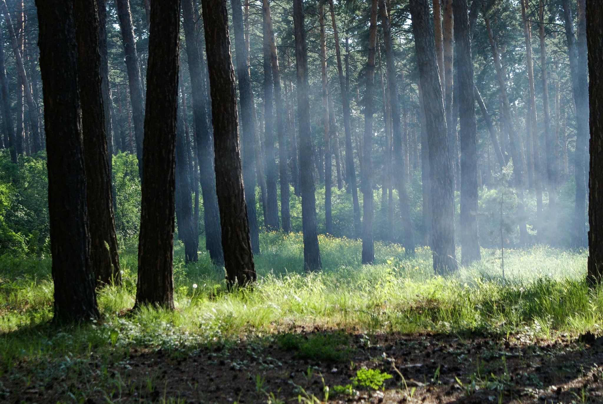 Forest mist (2) - My, The photo, Forest, Beginning photographer