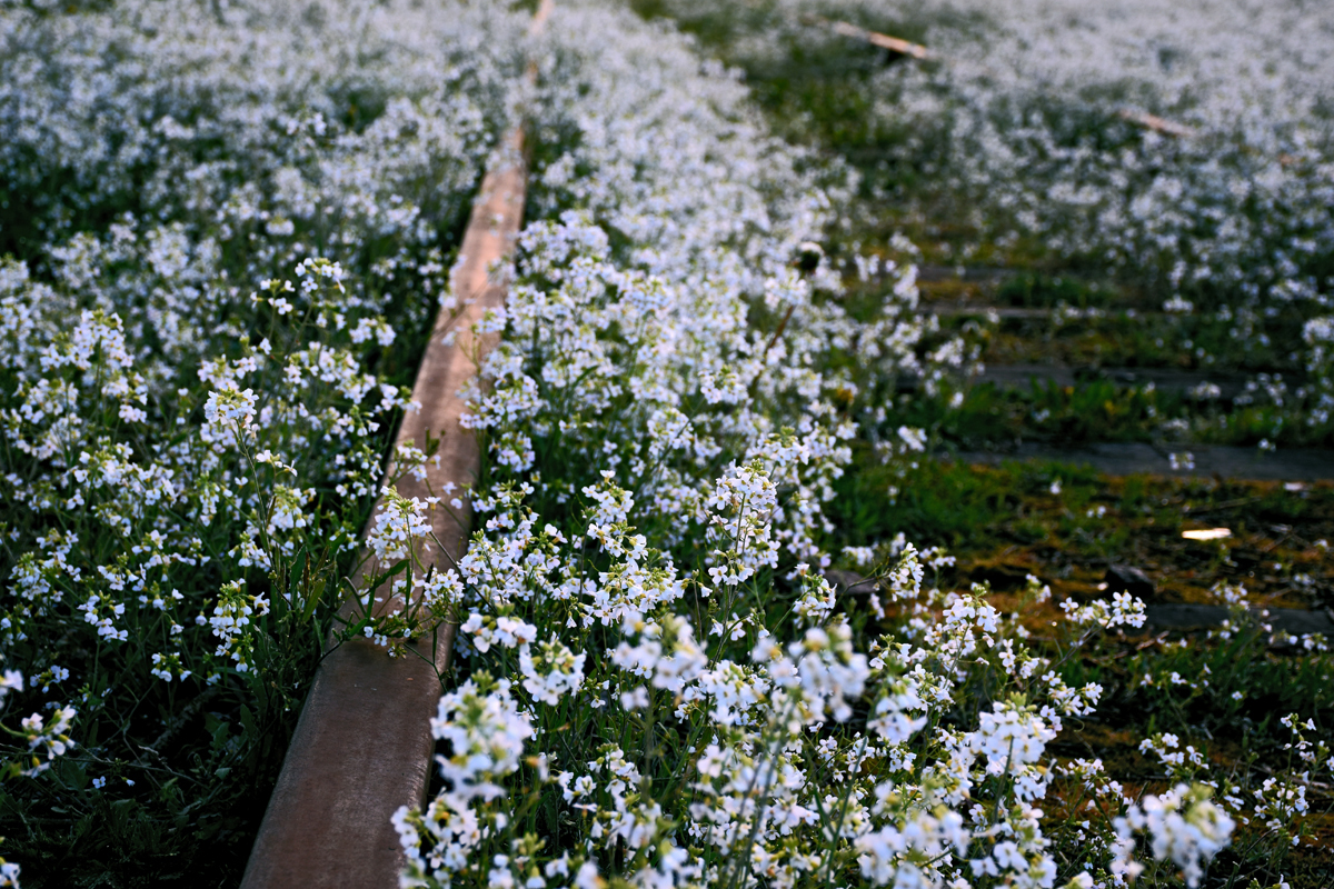 Abandoned track - My, The photo, Flowers, Railway, Abandoned