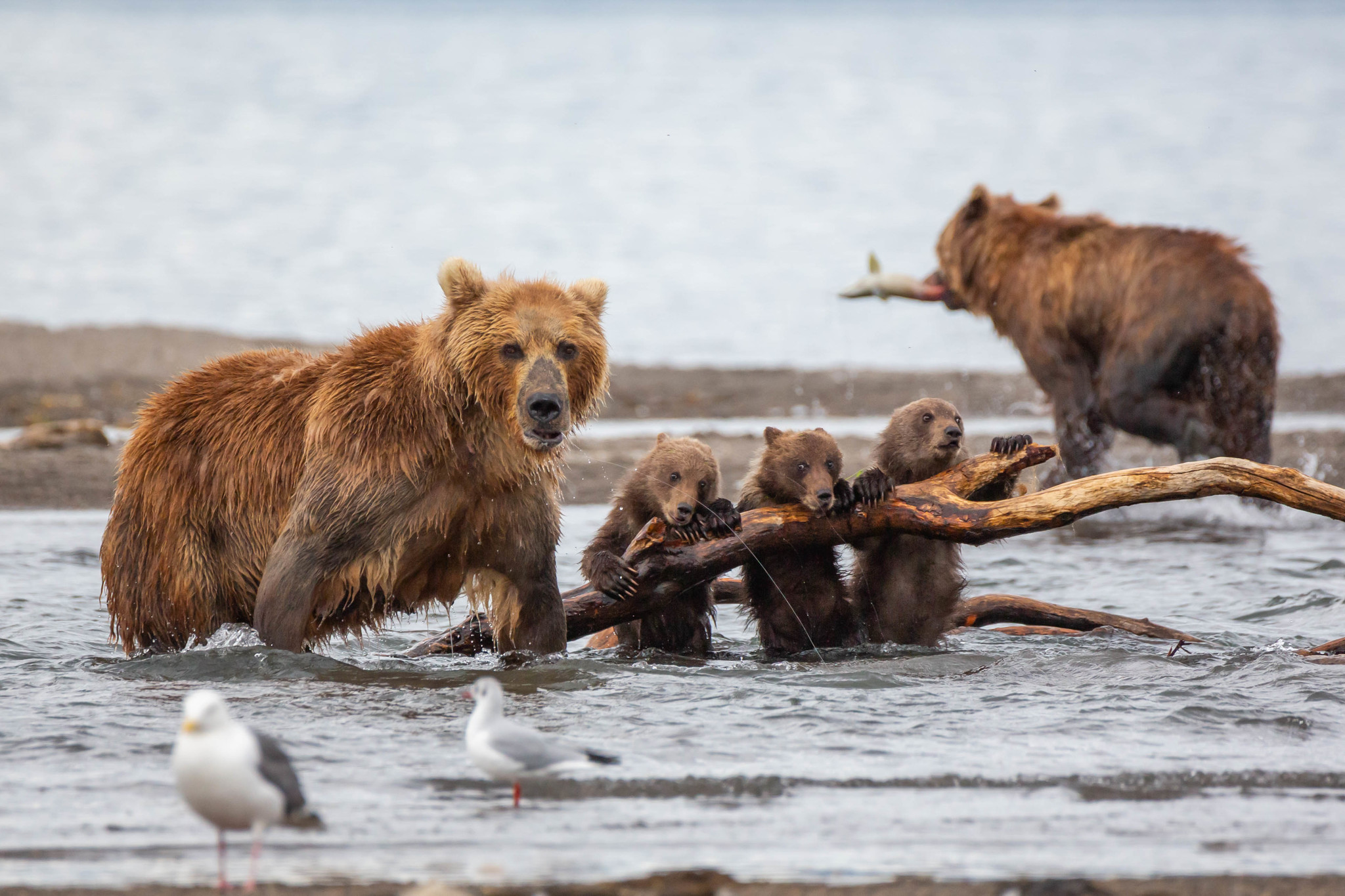 While Mom Fishes - My, Kamchatka, The Bears, Animals, Travels, Longpost