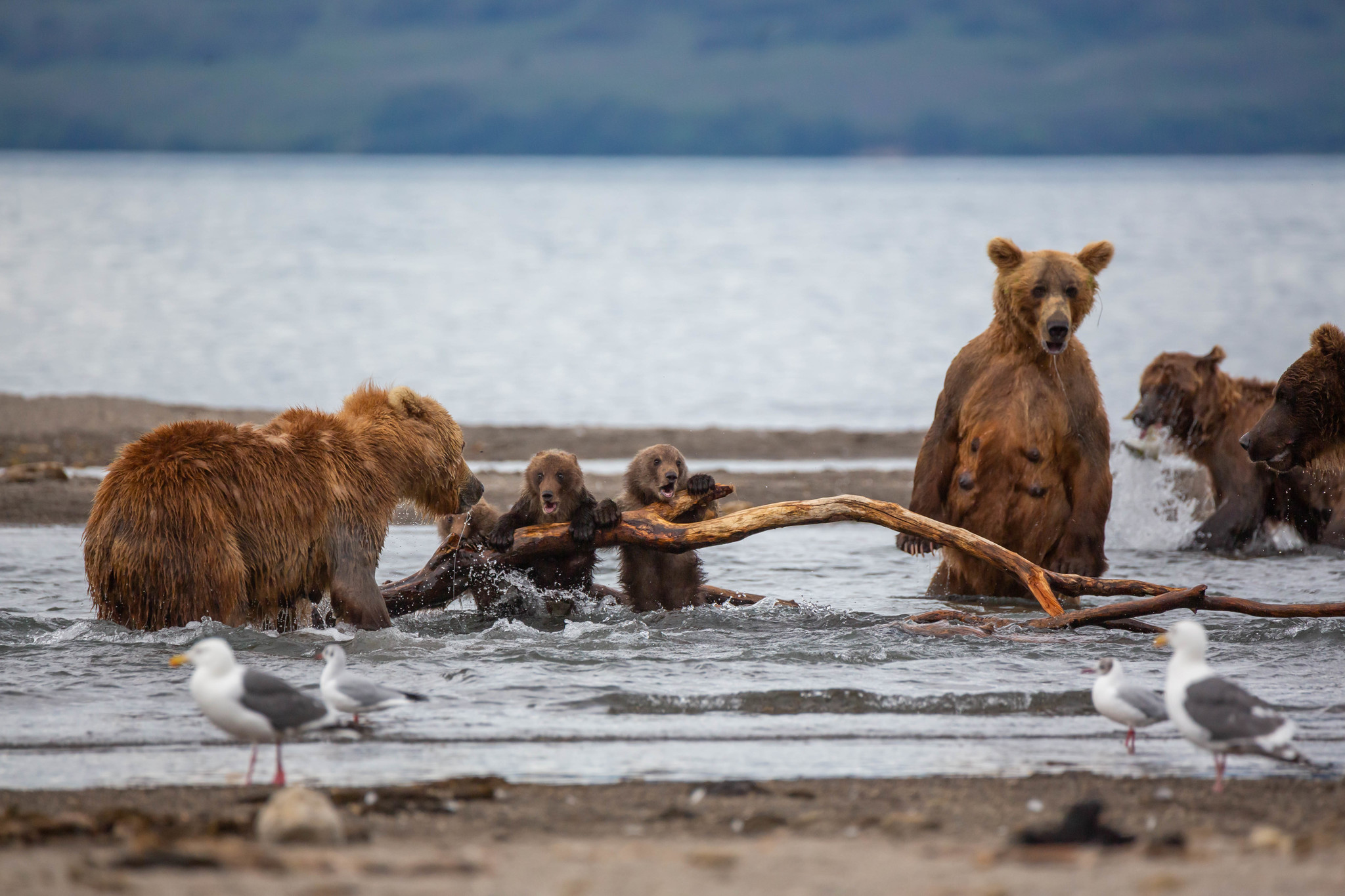 While Mom Fishes - My, Kamchatka, The Bears, Animals, Travels, Longpost