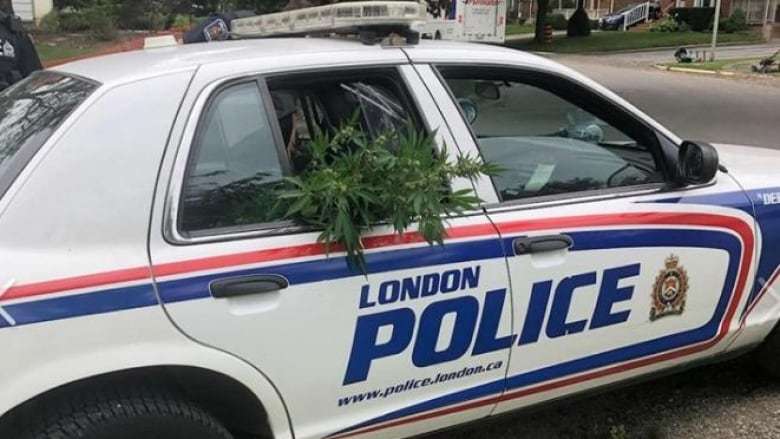 Полиция марихуана конопля пласт
