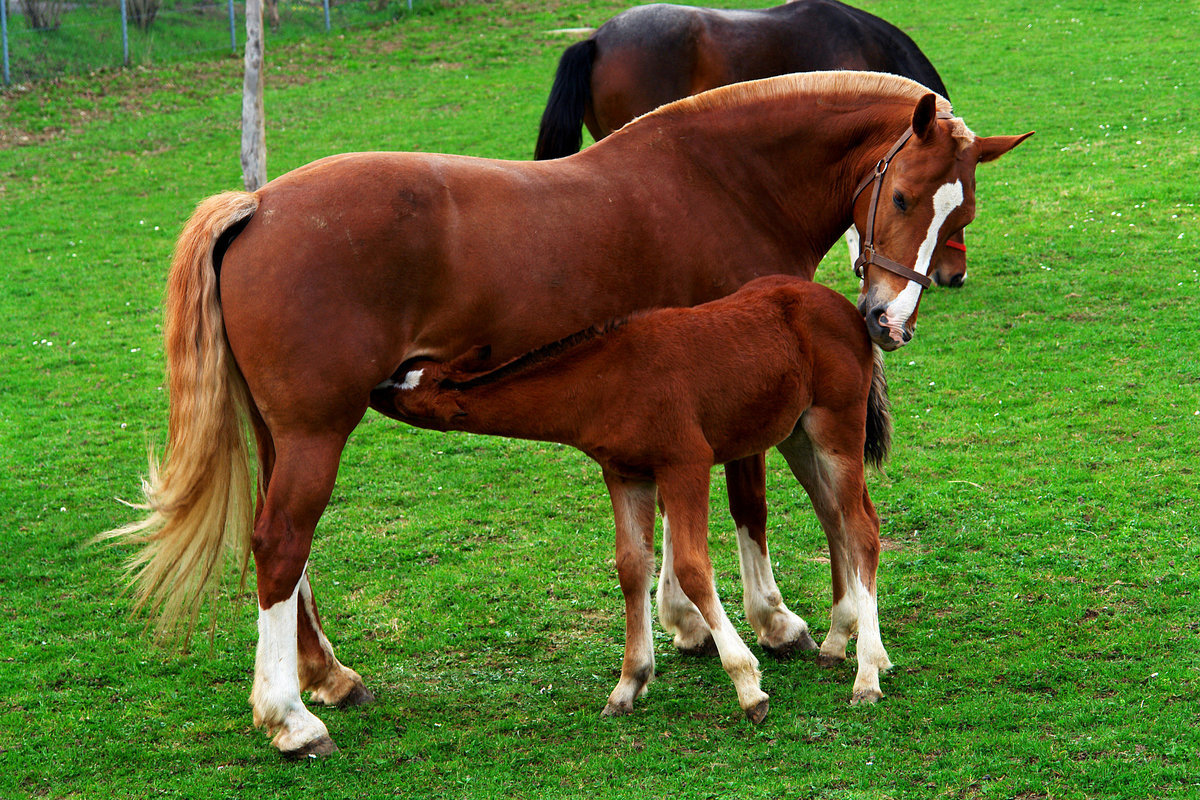 White gold (mare's milk) - Horses, Koumiss, , Kazakhstan, Interesting, Production, Longpost