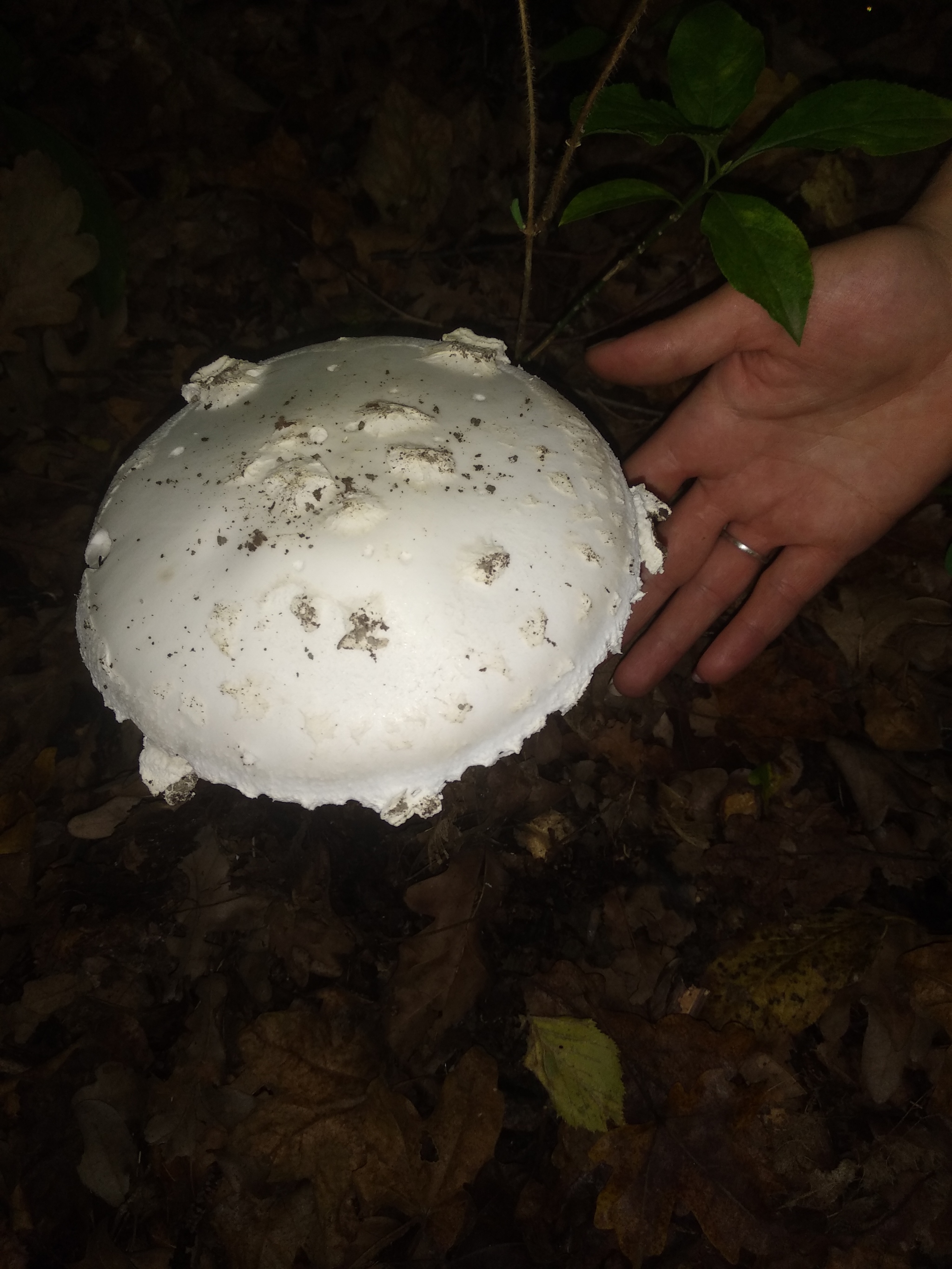 What kind of mushrooms? - My, Mushrooms, Nature, Longpost