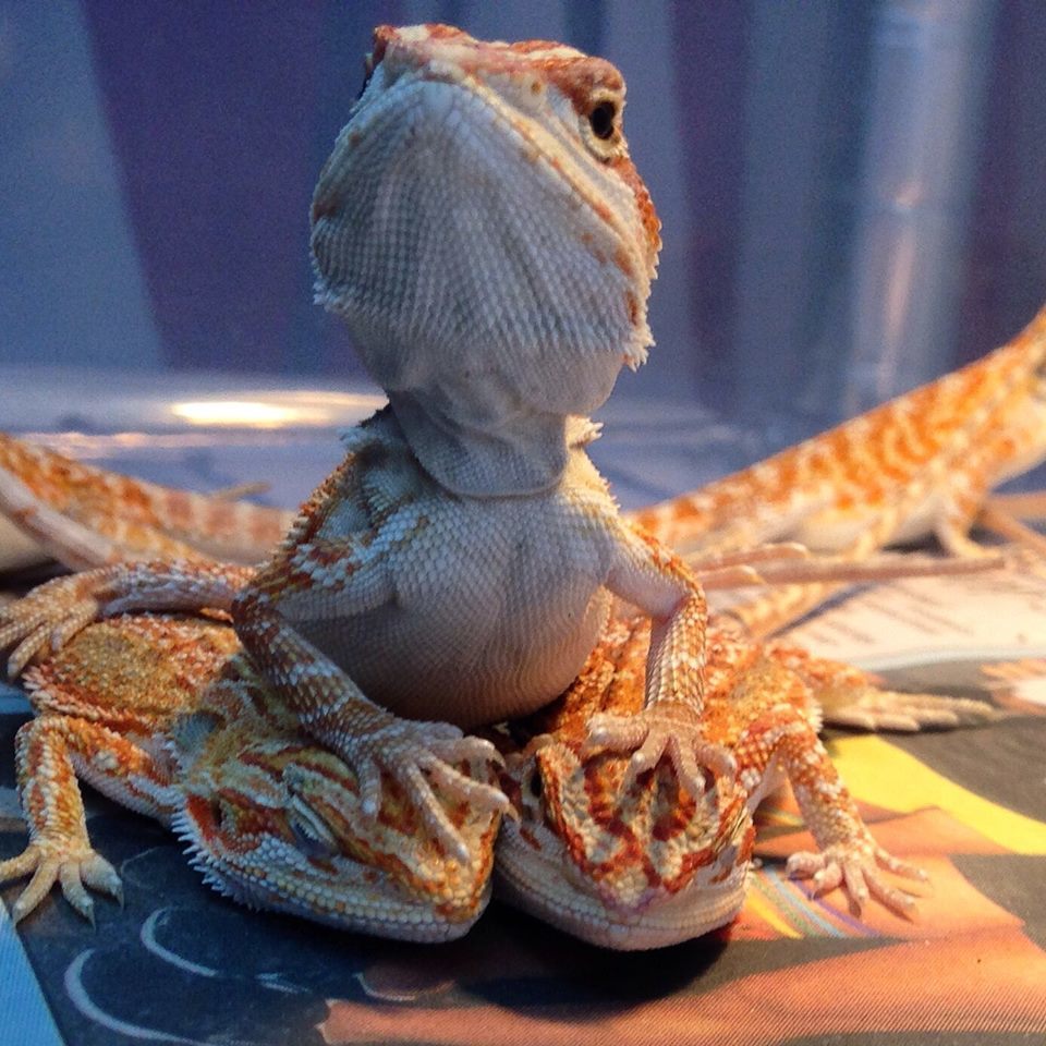 bearded dragons - Bearded dragon, Reptiles, Milota, Lizard