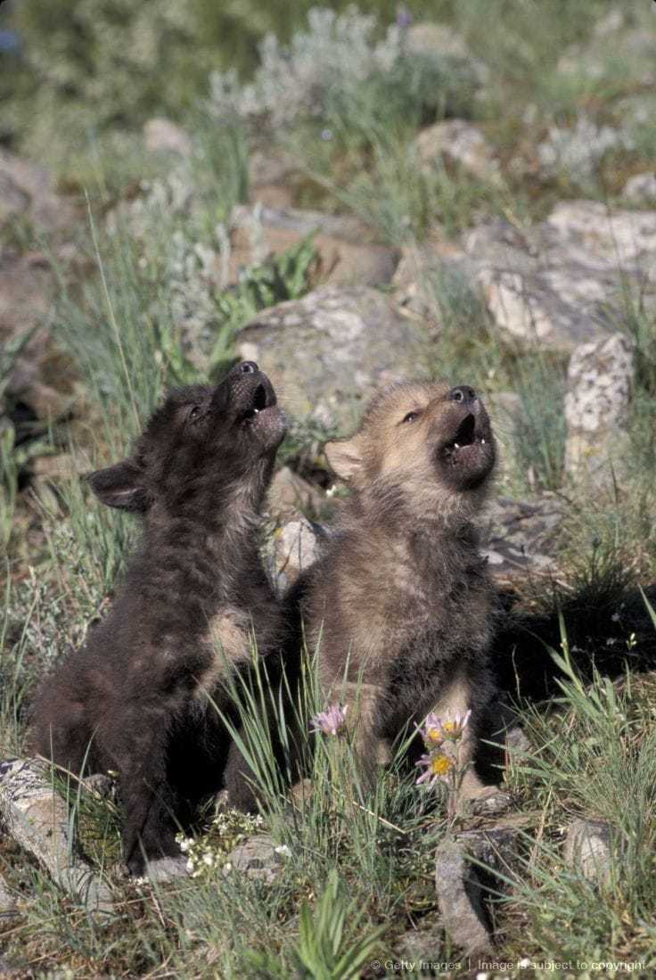 Wolf cubs learn aavvuuuuuuu))) - Cubs, Howl, Longpost, Animals, Wolf