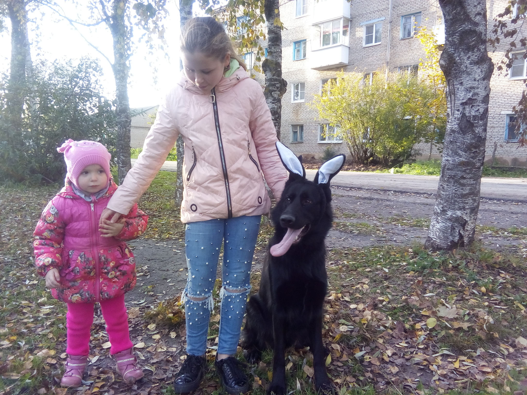 Two types of walks, forest and children) - My, Erika, German Shepherd, Children, Forest, Dog, Longpost