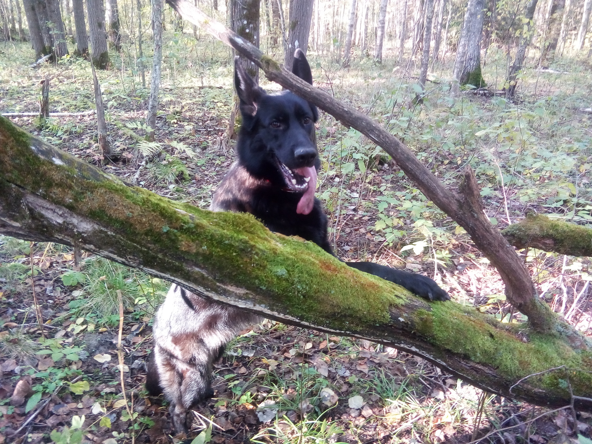 Two types of walks, forest and children) - My, Erika, German Shepherd, Children, Forest, Dog, Longpost