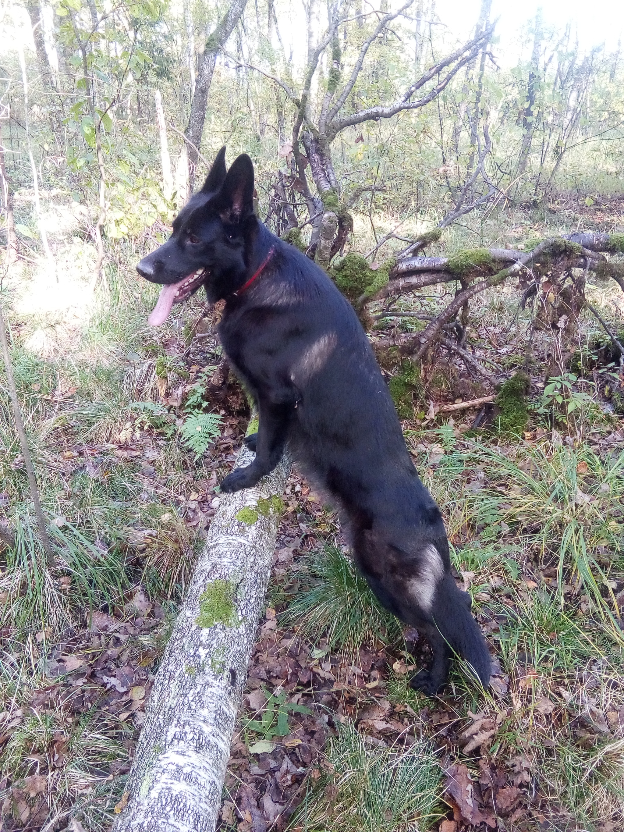 Two types of walks, forest and children) - My, Erika, German Shepherd, Children, Forest, Dog, Longpost