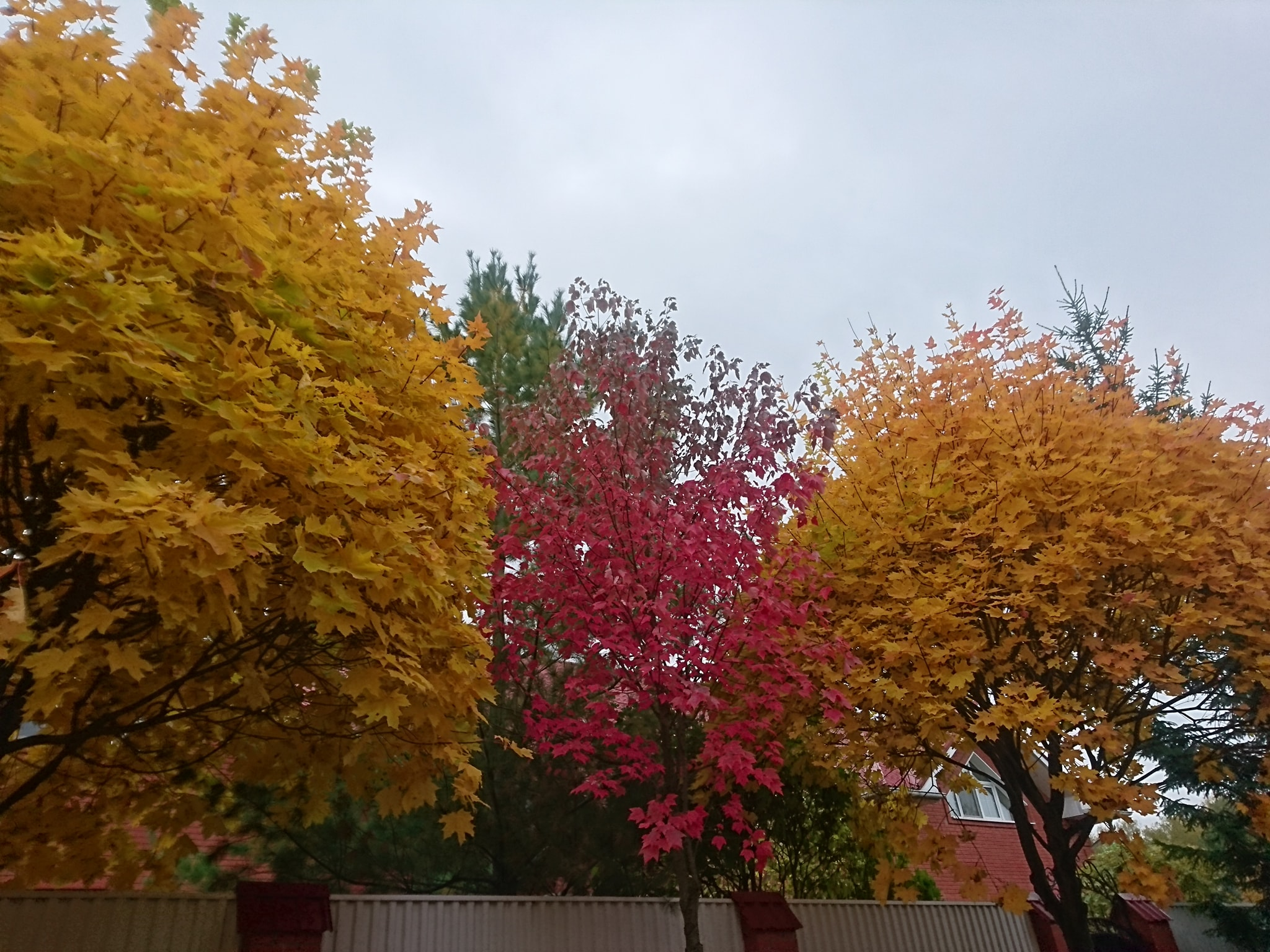 All the colors of autumn in one frame - My, Autumn, Play of Color, Mobile photography, Подмосковье