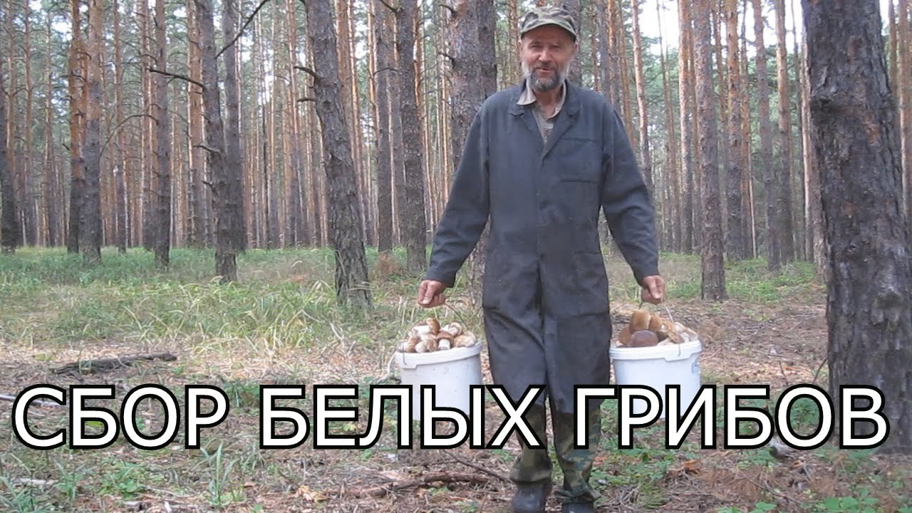 There will be berries for us: the Russians will regulate the collection of mushrooms. - Tax, Mushrooms, Economy, Moa, Monitoring, , Longpost