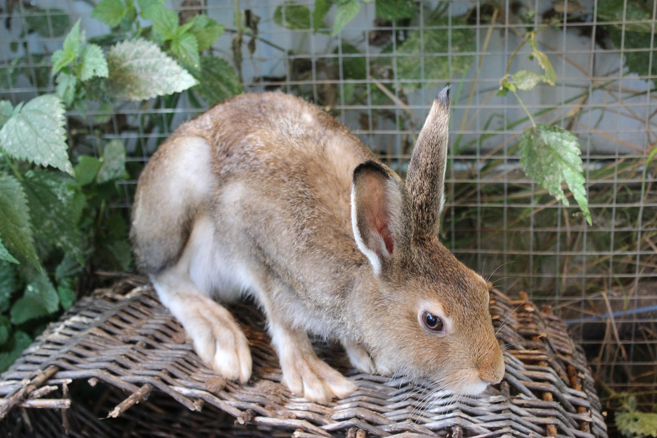 Salvation to harm - Hare, White hare, Video, Hare House, Rehabilitation centers, Longpost