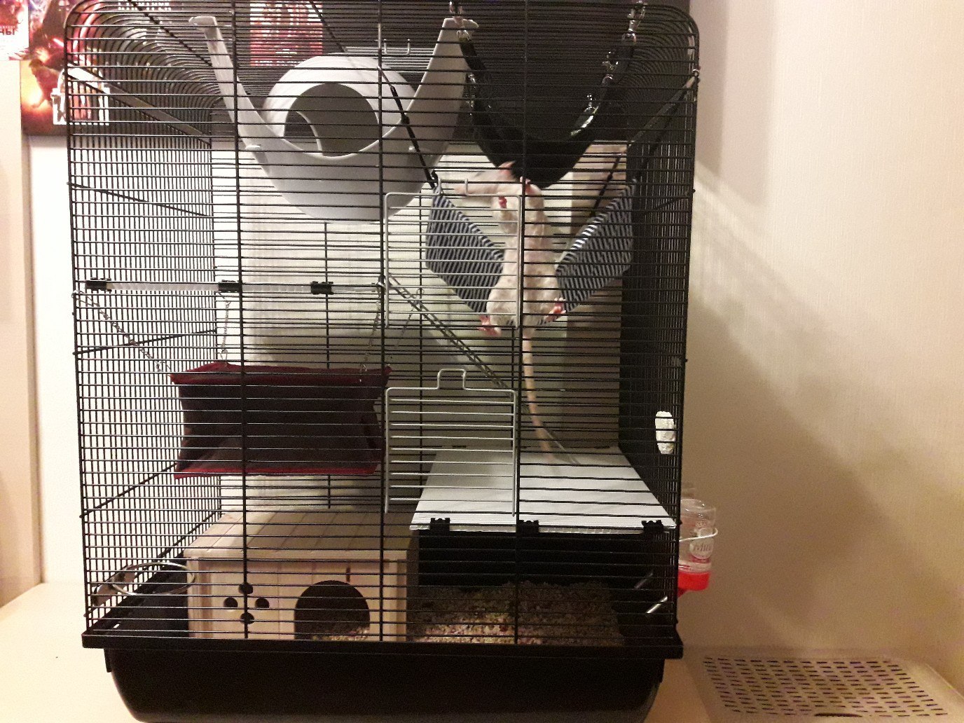 Kryspider Gwen, Dexter Morgan and Rudy Cooper - My, Rat, Decorative rats, Longpost, Animals, Pets