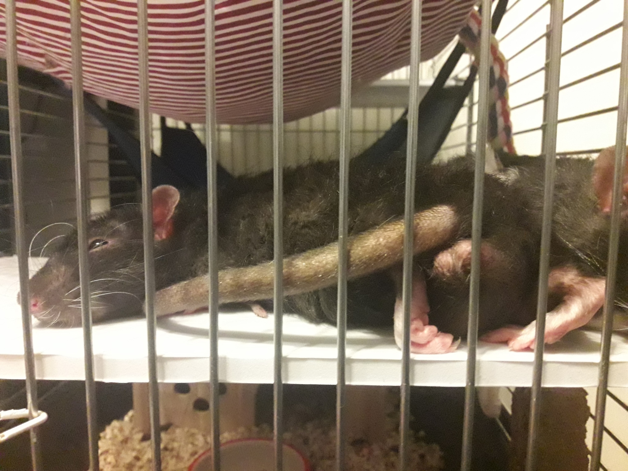 Kryspider Gwen, Dexter Morgan and Rudy Cooper - My, Rat, Decorative rats, Longpost, Animals, Pets