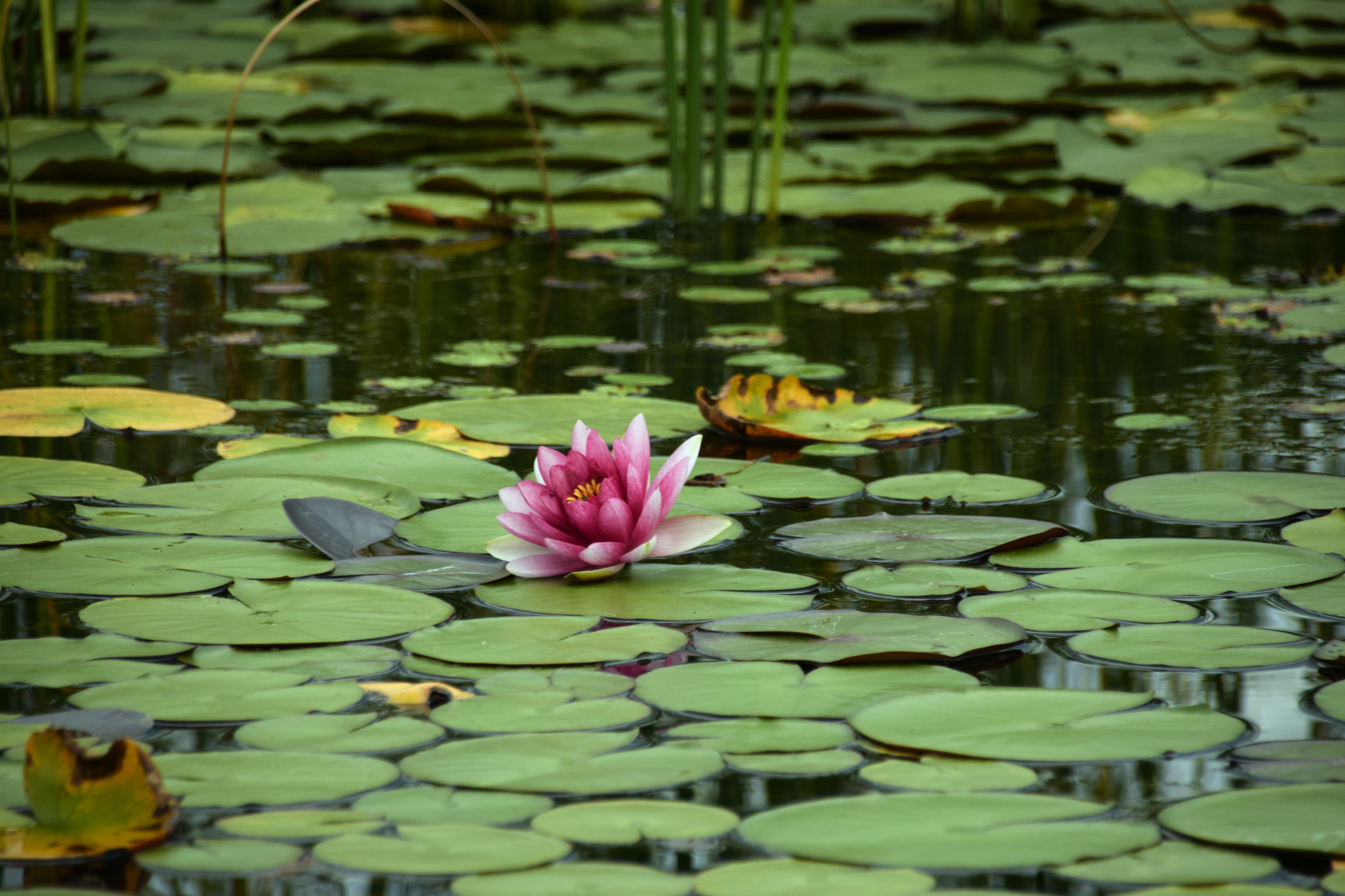 Walk through the Hanbat Arboretum - My, Garden, Arboretum, South Korea, Plants, The photo, Beginning photographer, Longpost