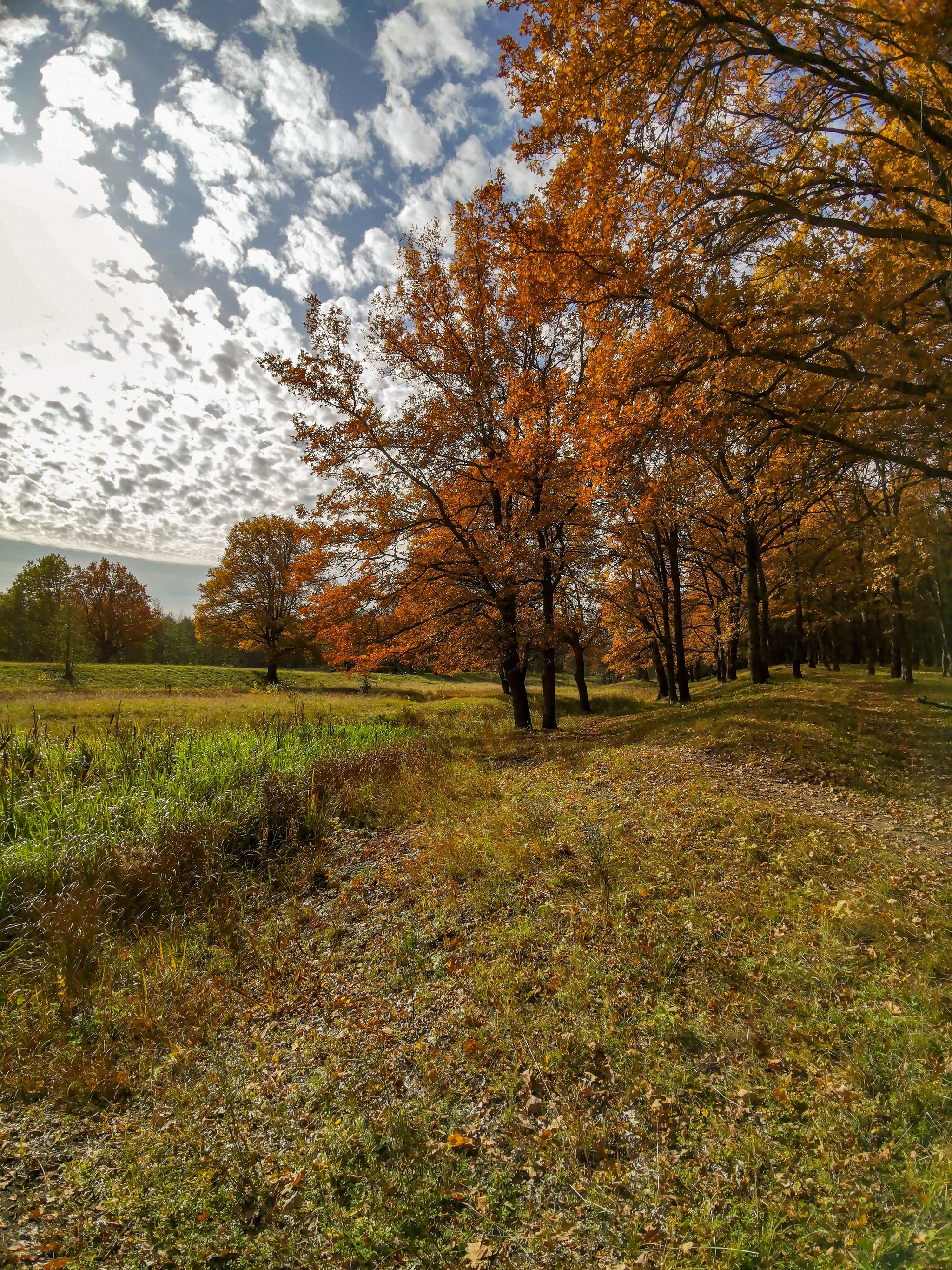 Autumn sketches - My, Dzerzhinsk, Mobile photography, Nature, Autumn, Longpost, What is autumn, Video, A bike