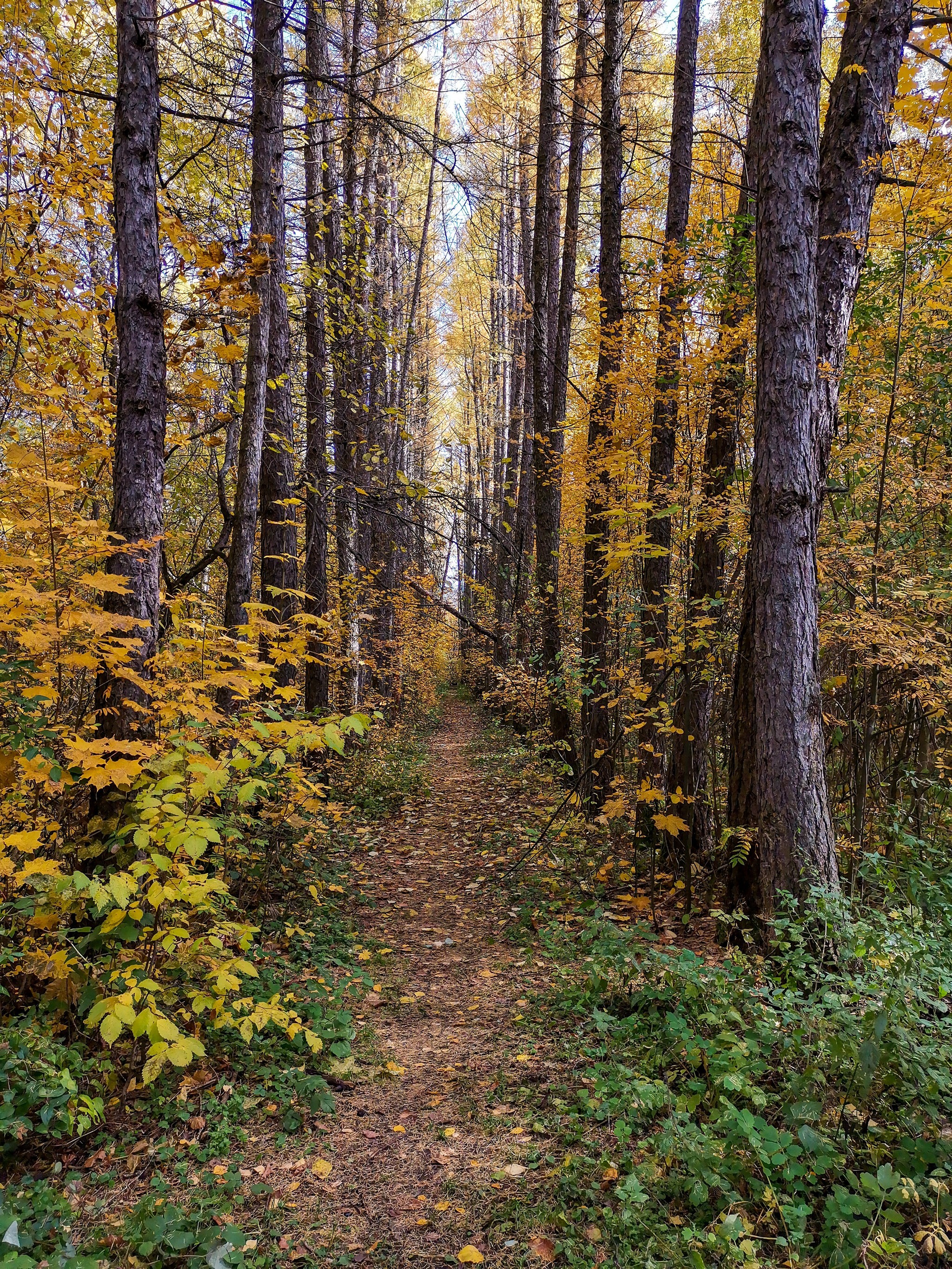 Autumn sketches - My, Dzerzhinsk, Mobile photography, Nature, Autumn, Longpost, What is autumn, Video, A bike