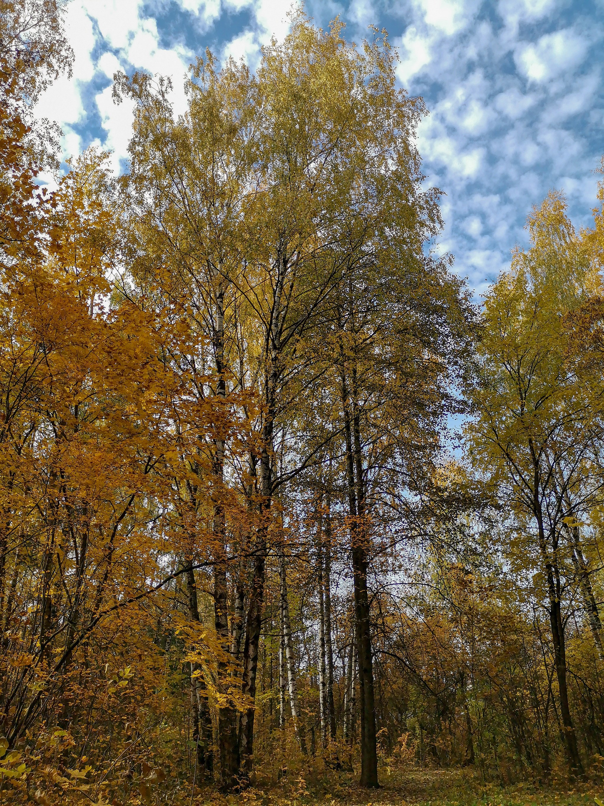 Autumn sketches - My, Dzerzhinsk, Mobile photography, Nature, Autumn, Longpost, What is autumn, Video, A bike