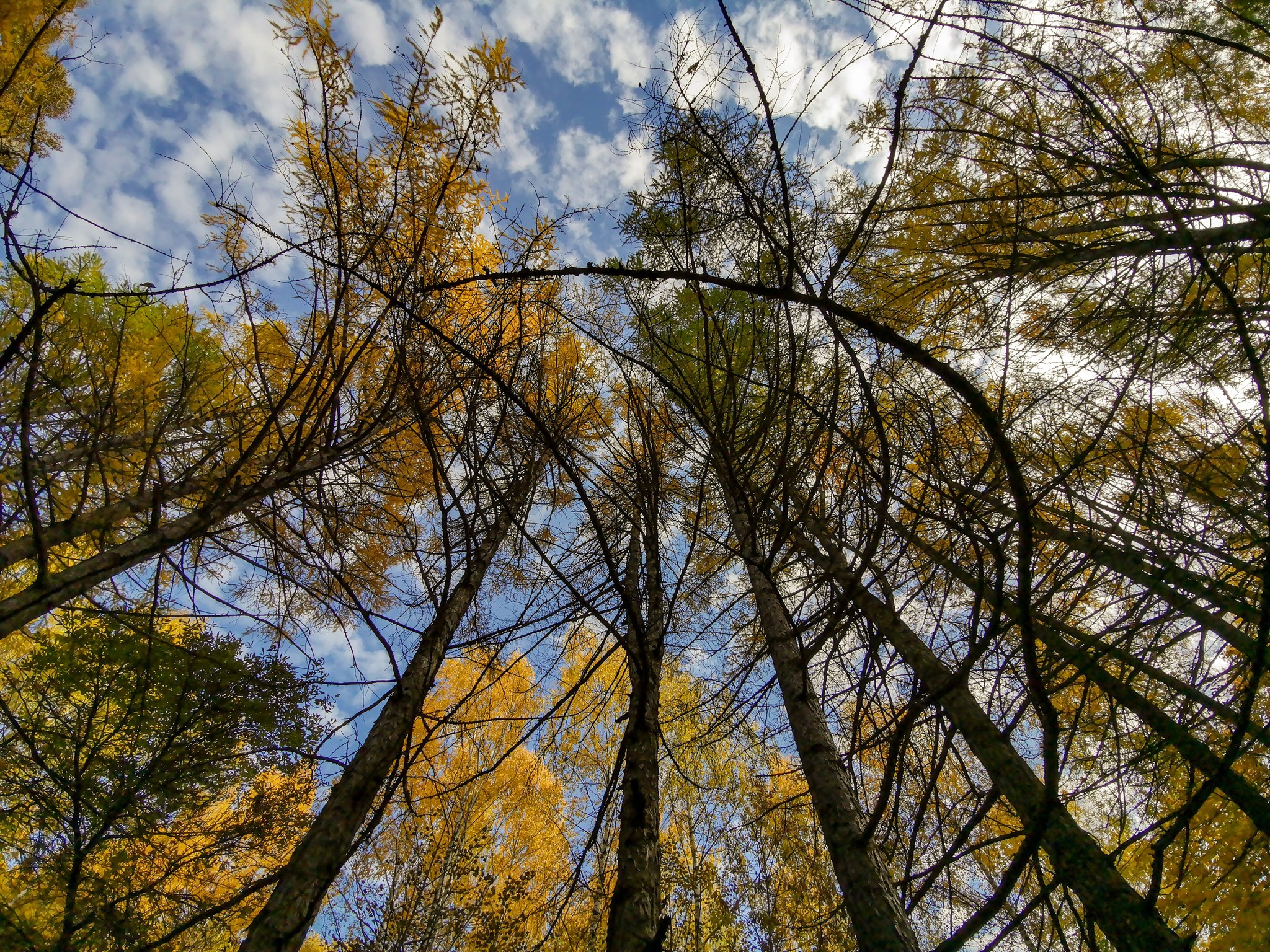 Autumn sketches - My, Dzerzhinsk, Mobile photography, Nature, Autumn, Longpost, What is autumn, Video, A bike