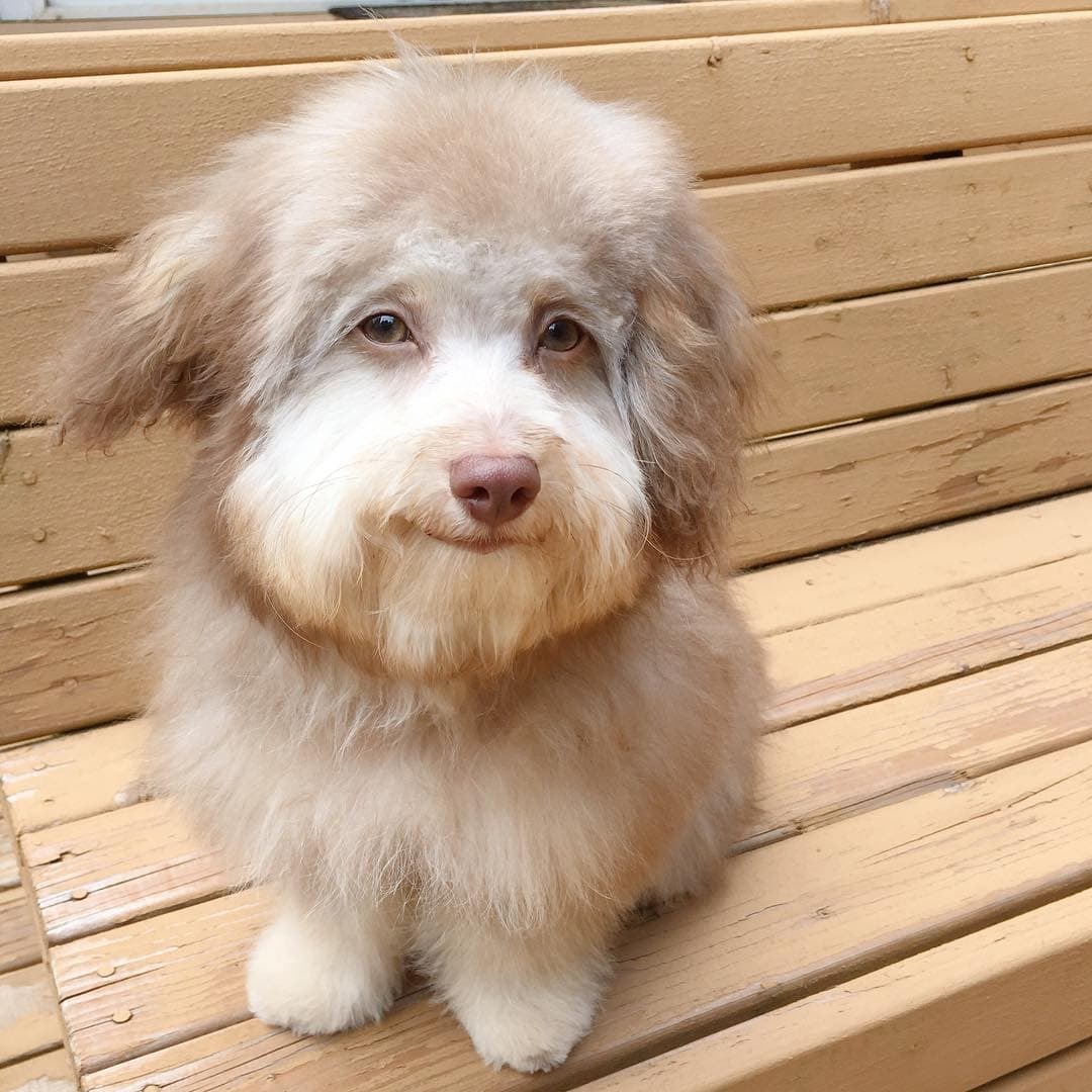 Australian poodle Nori became an internet sensation because of his human face - Dog, Person, Poodle, Longpost