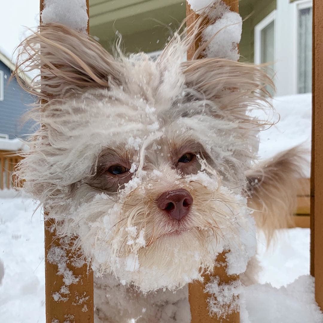 Australian poodle Nori became an internet sensation because of his human face - Dog, Person, Poodle, Longpost