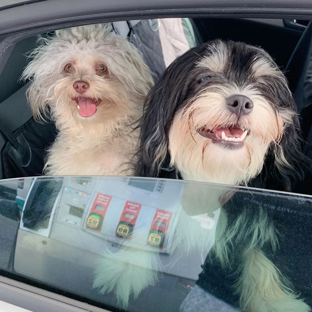 Australian poodle Nori became an internet sensation because of his human face - Dog, Person, Poodle, Longpost