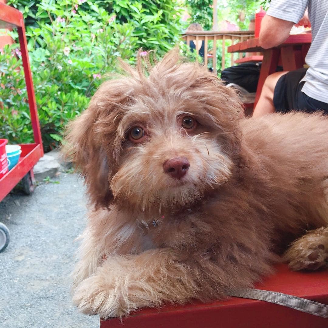 Australian poodle Nori became an internet sensation because of his human face - Dog, Person, Poodle, Longpost