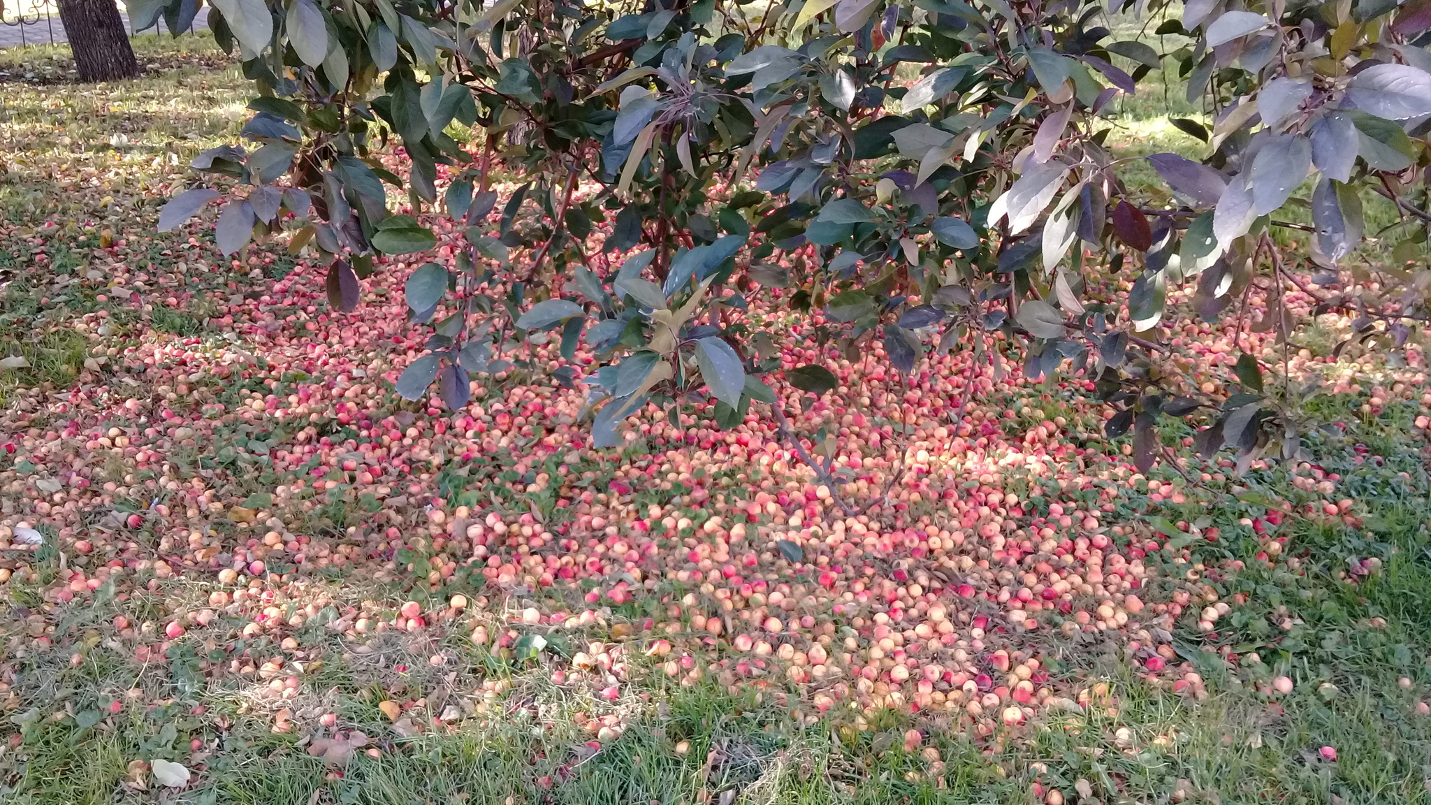 Ранеткопад | Пикабу