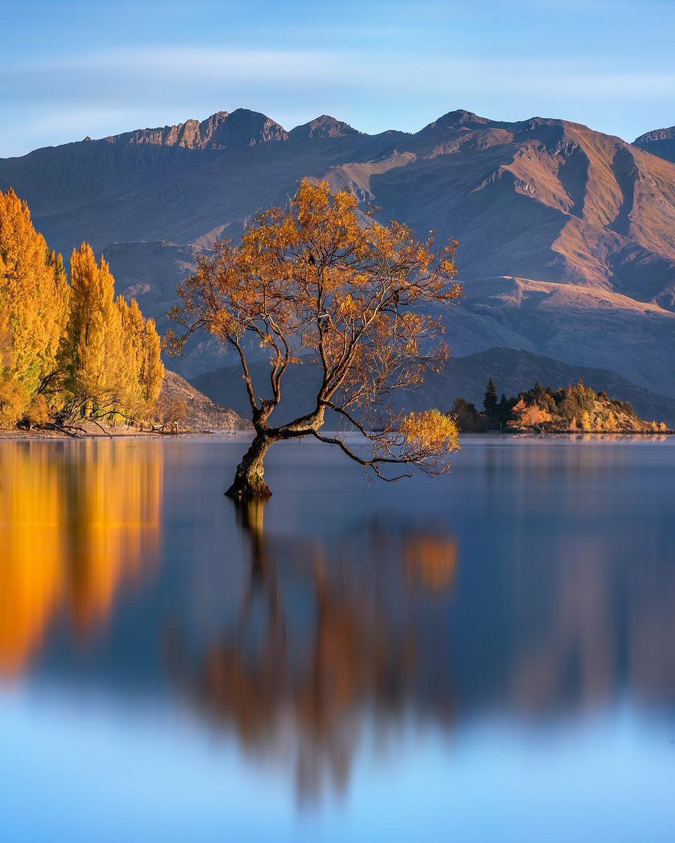 Tree - New Zealand, Tree, The photo, Nature