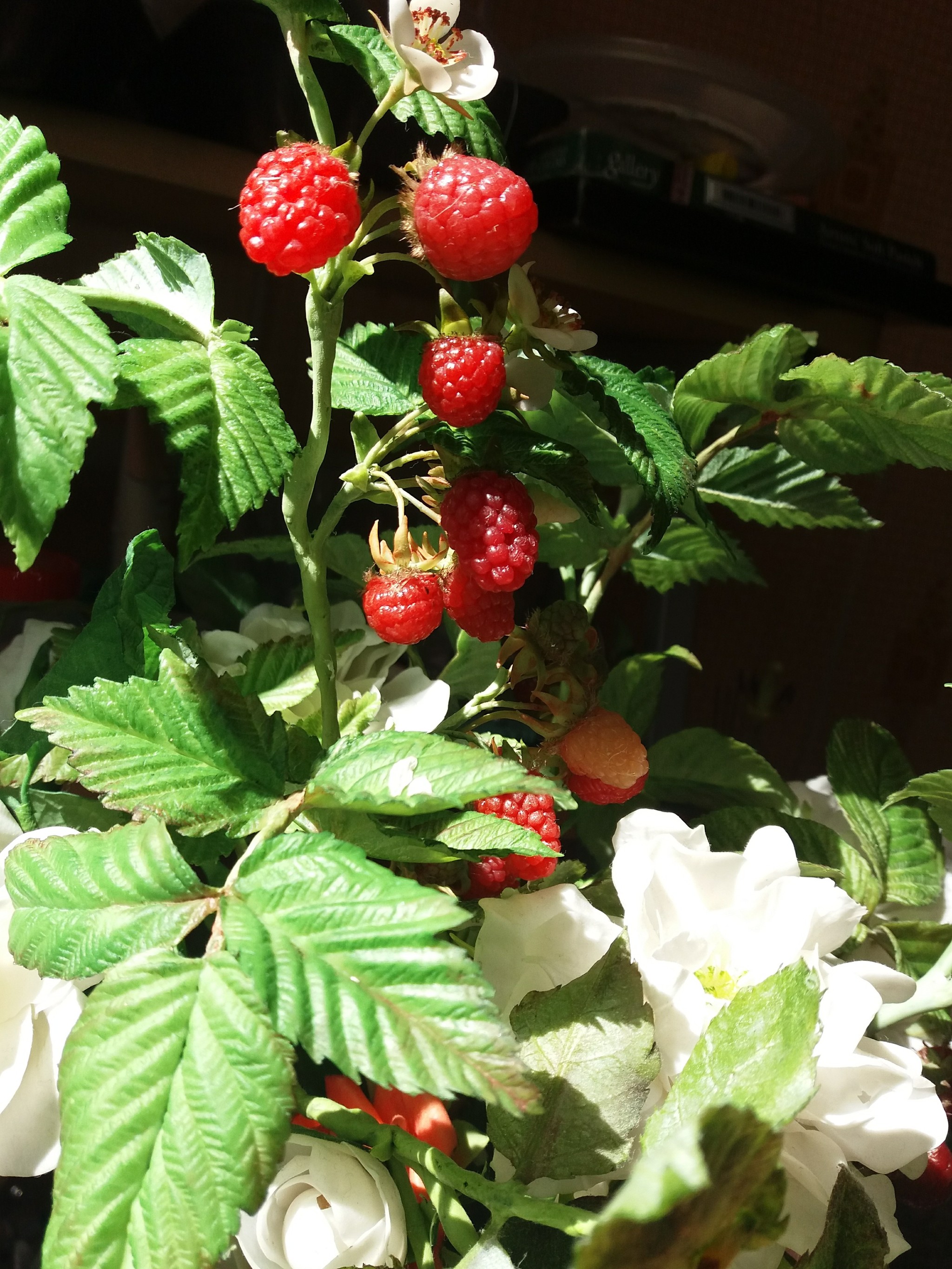 Raspberry, raspberry, my raspberry ..... from cold porcelain. - My, Raspberries, Cold porcelain, Berries, Handmade, Longpost